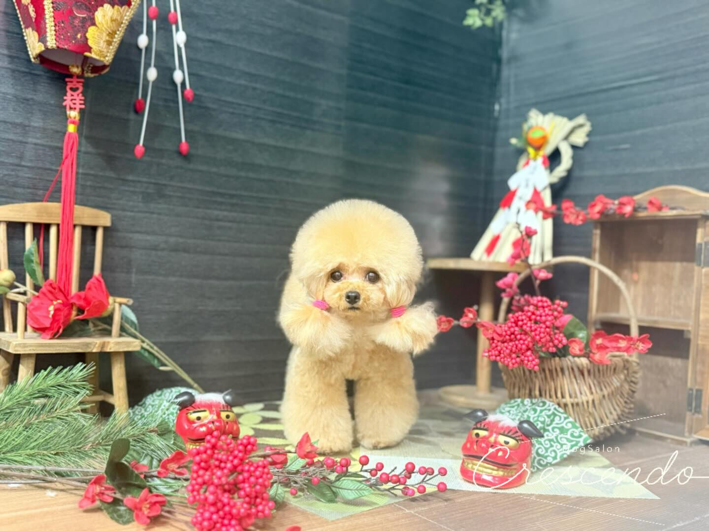 オシャレプードルさん✨️