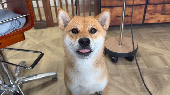 とってもよくおしゃべりをする柴犬さん🐕✨