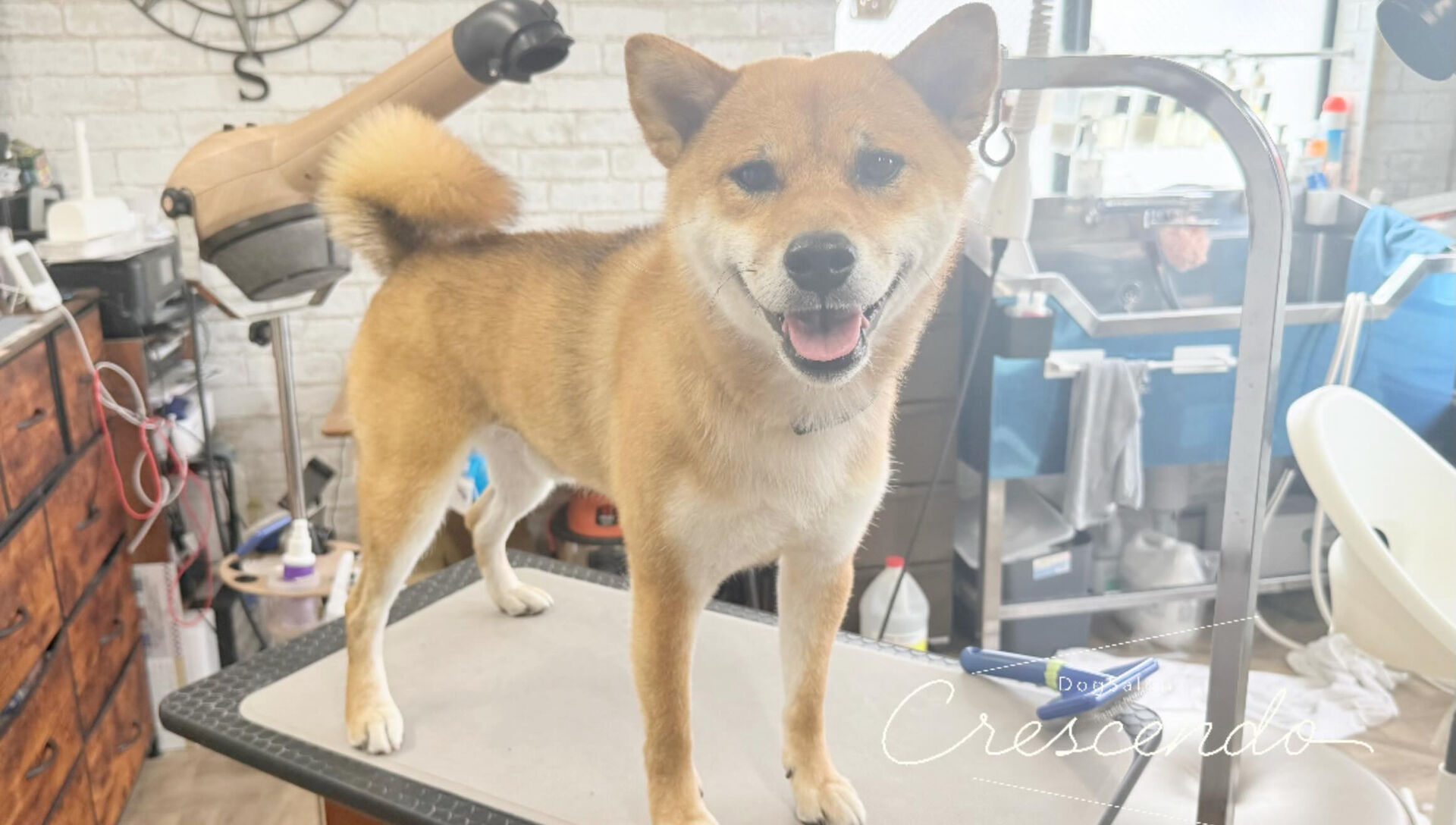 とってもよくおしゃべりをする柴犬さん🐕✨