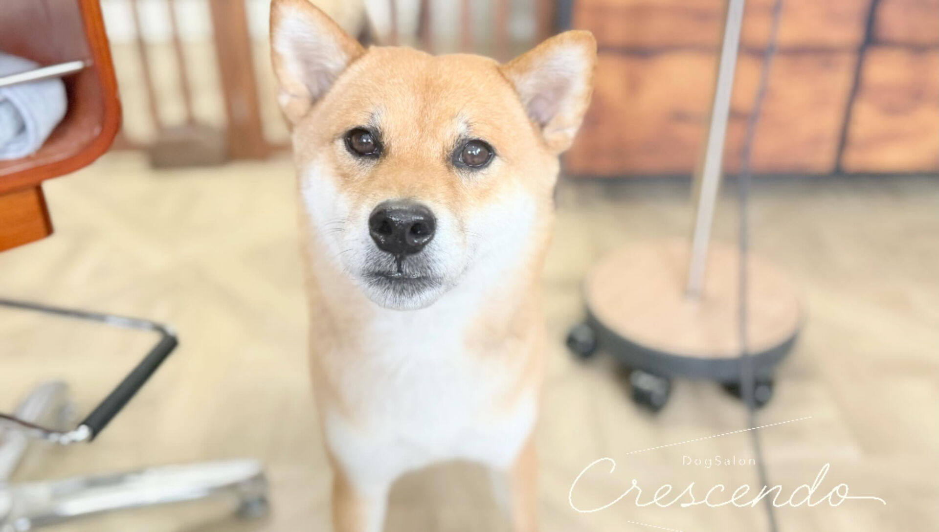 とってもよくおしゃべりをする柴犬さん🐕✨