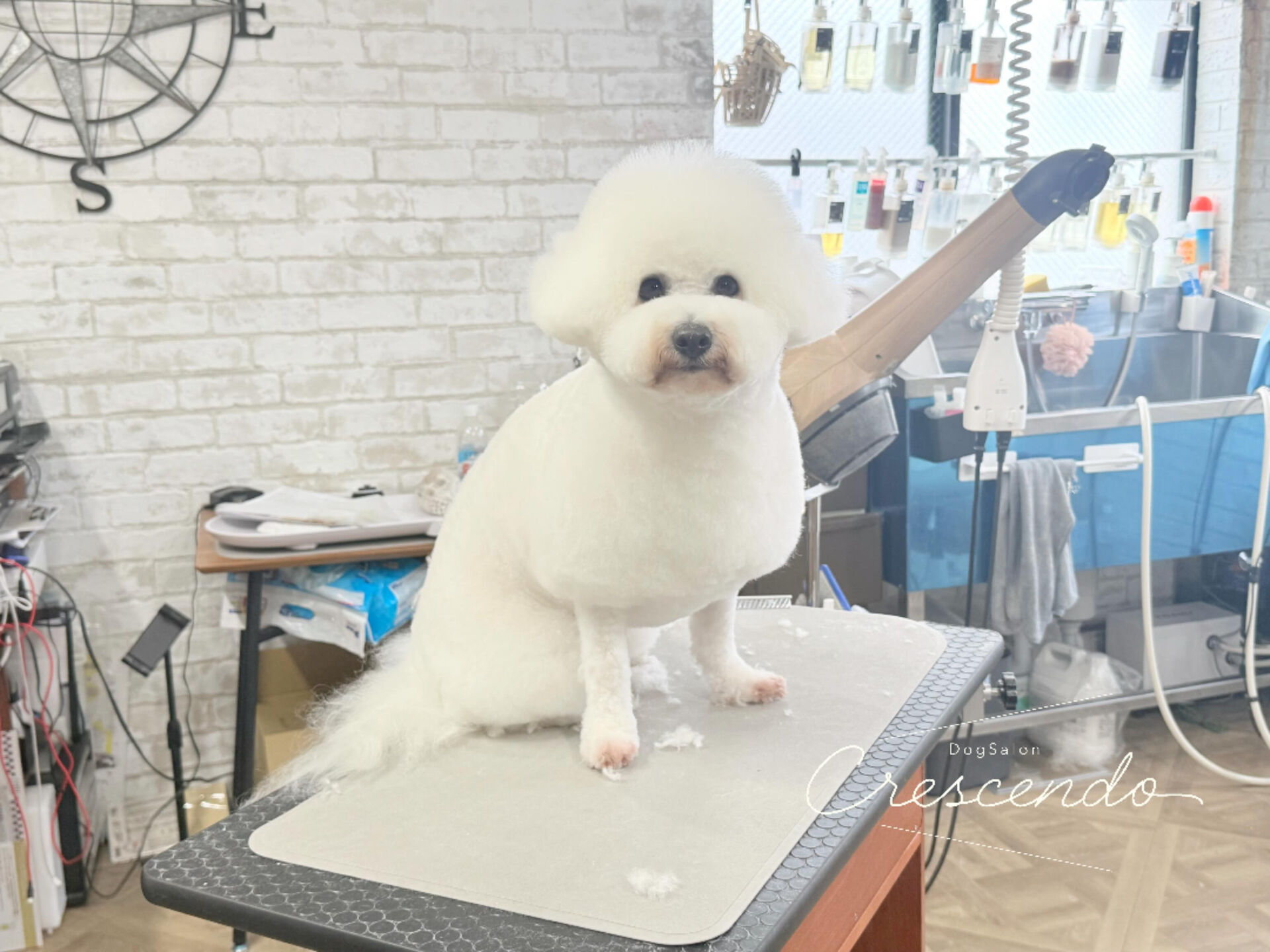 いつもご指名いただいてるビションさん✨