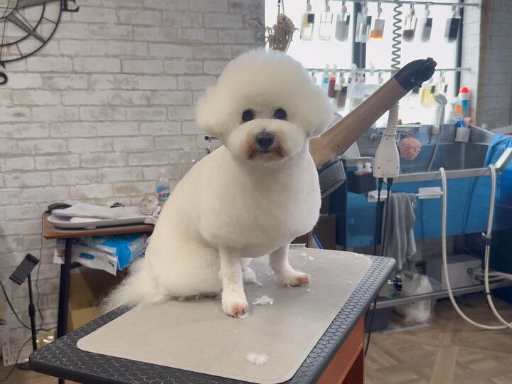 いつもご指名いただいてるビションさん✨