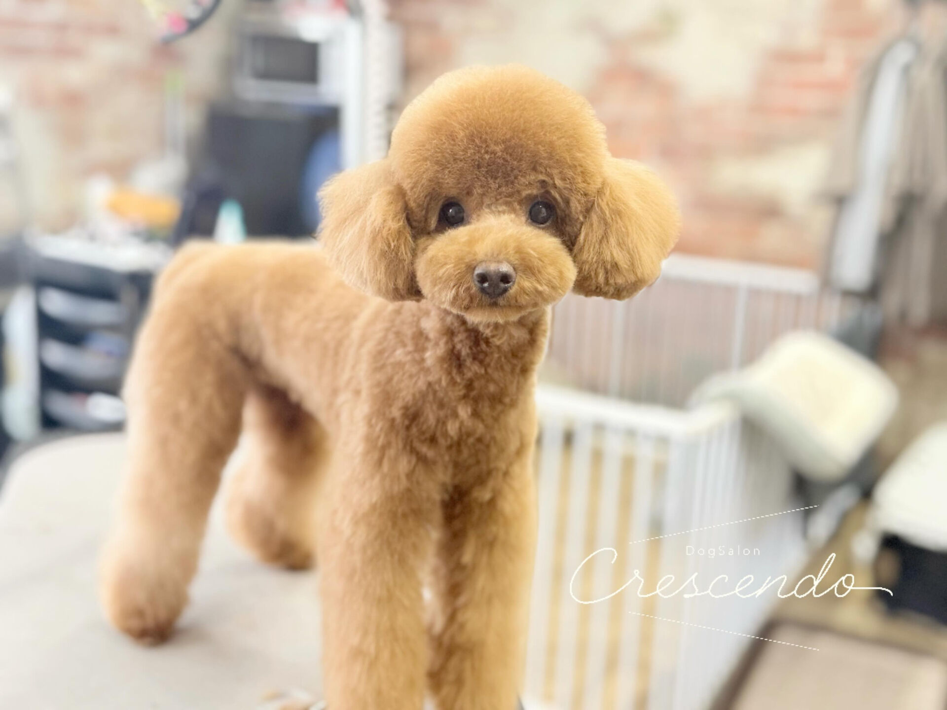 パピーのプードルさん✨️
