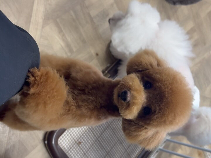 パピーのプードルさん✨️