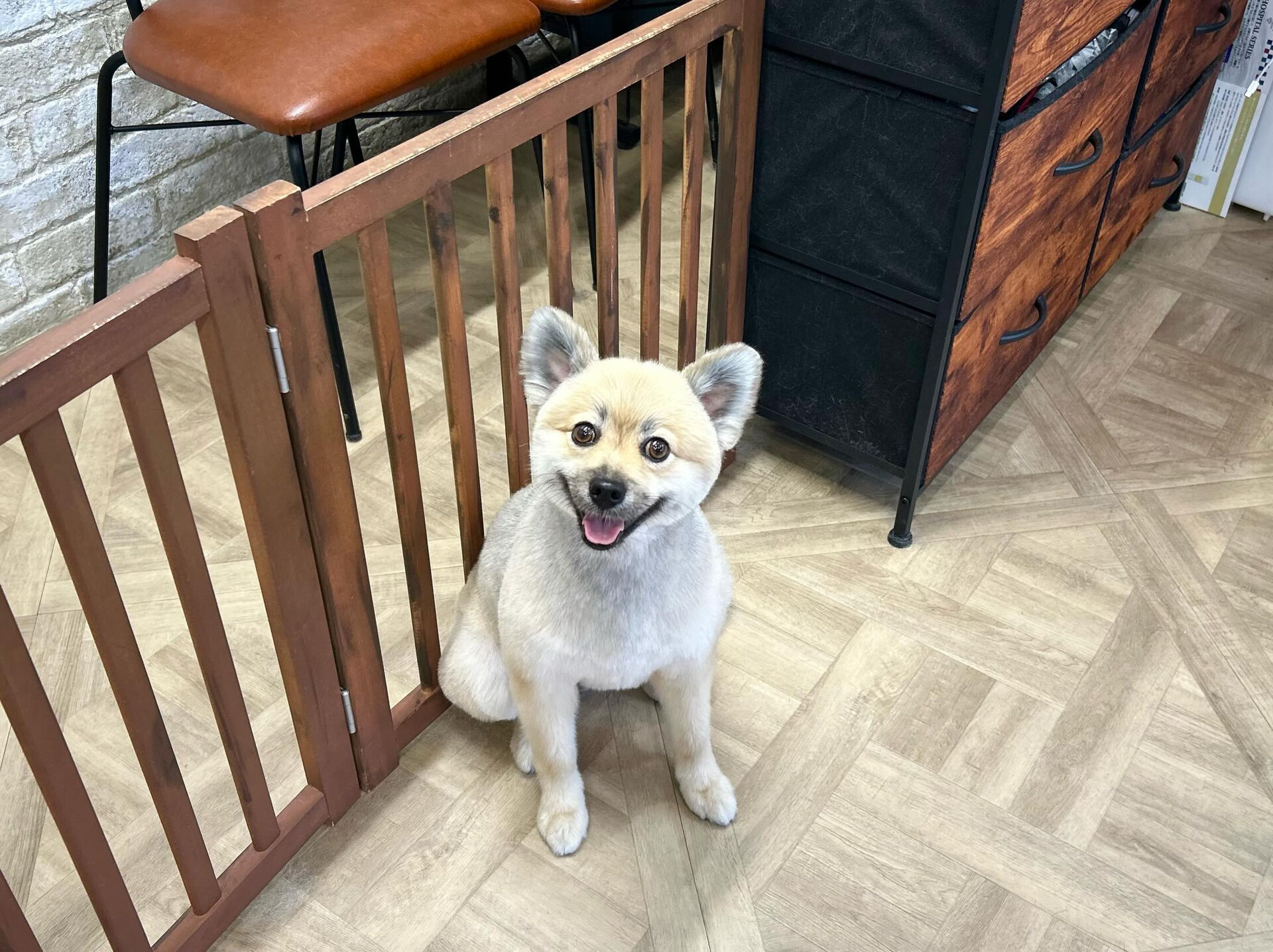カットコースのポメラニアンさん😃