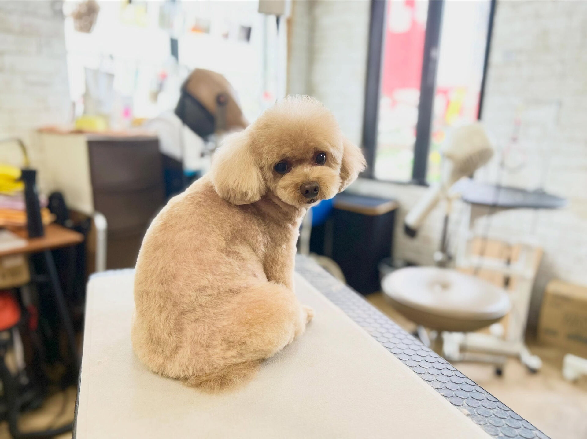カットコースのプードルさん😊