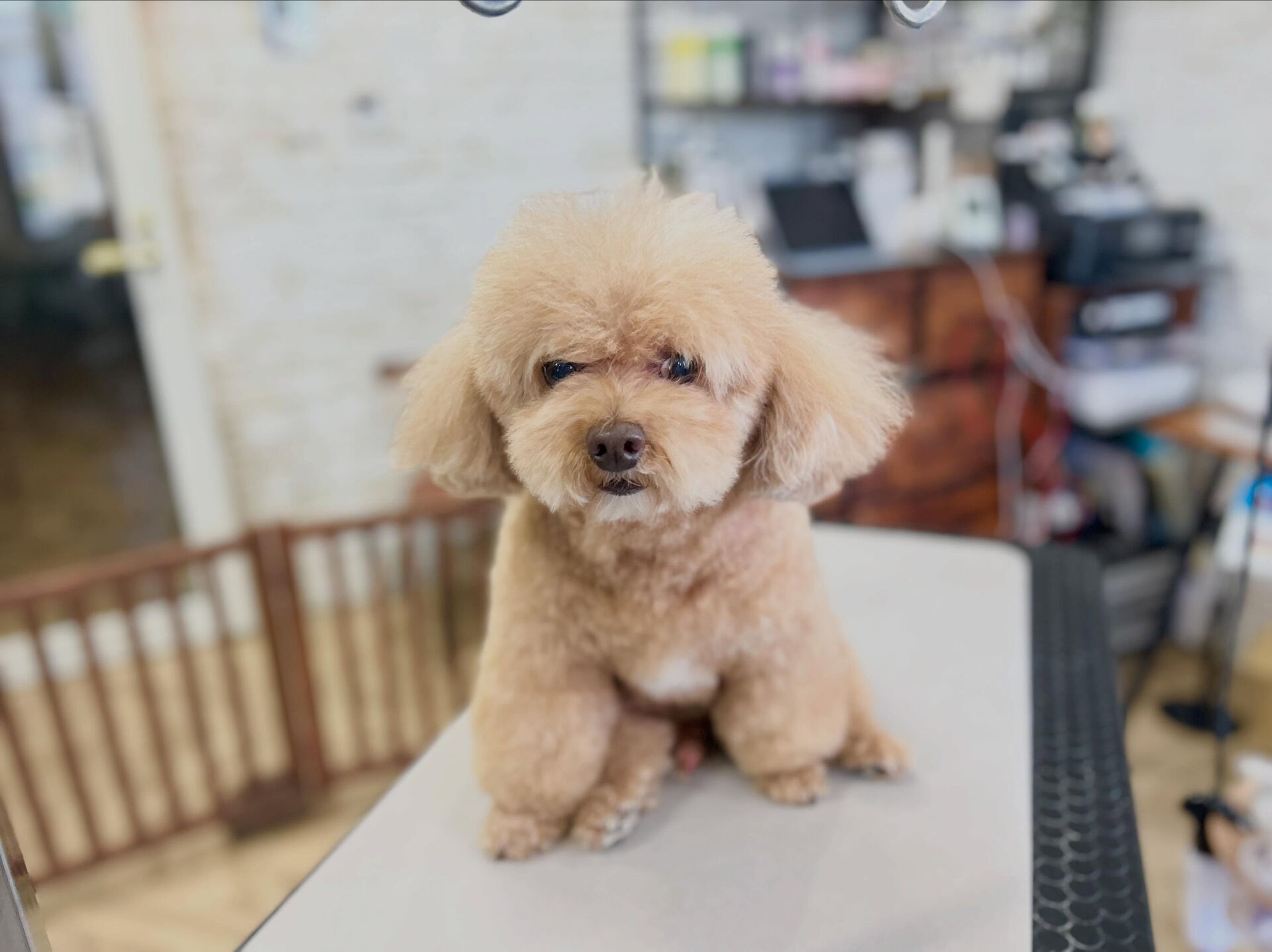 カットコースのプードルさん😊