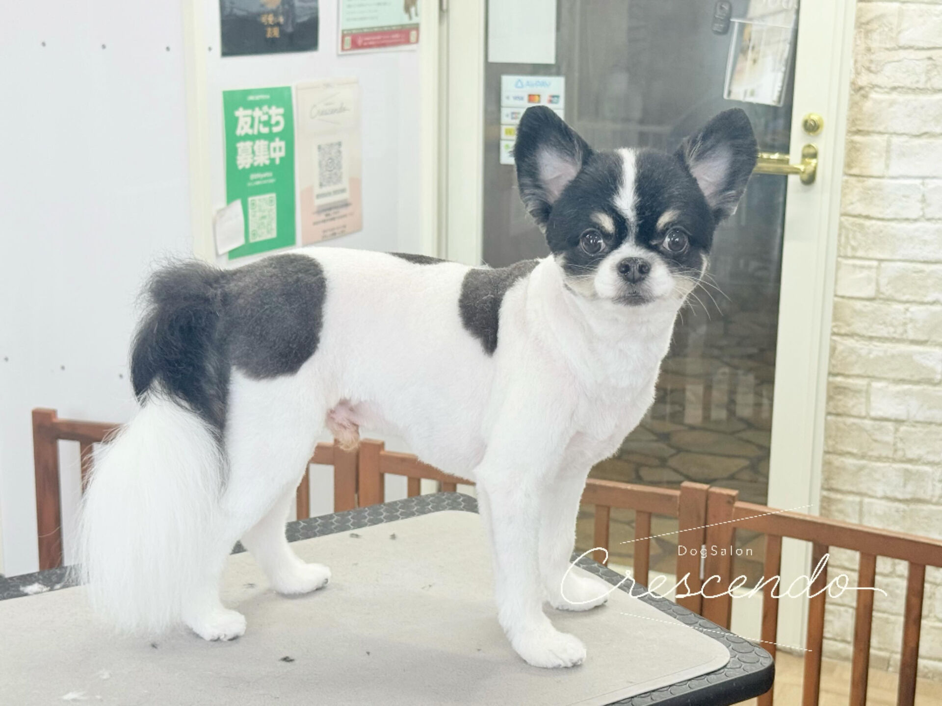 元気いっぱいのチワワさん🐶