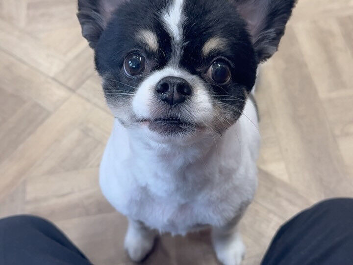 元気いっぱいのチワワさん🐶