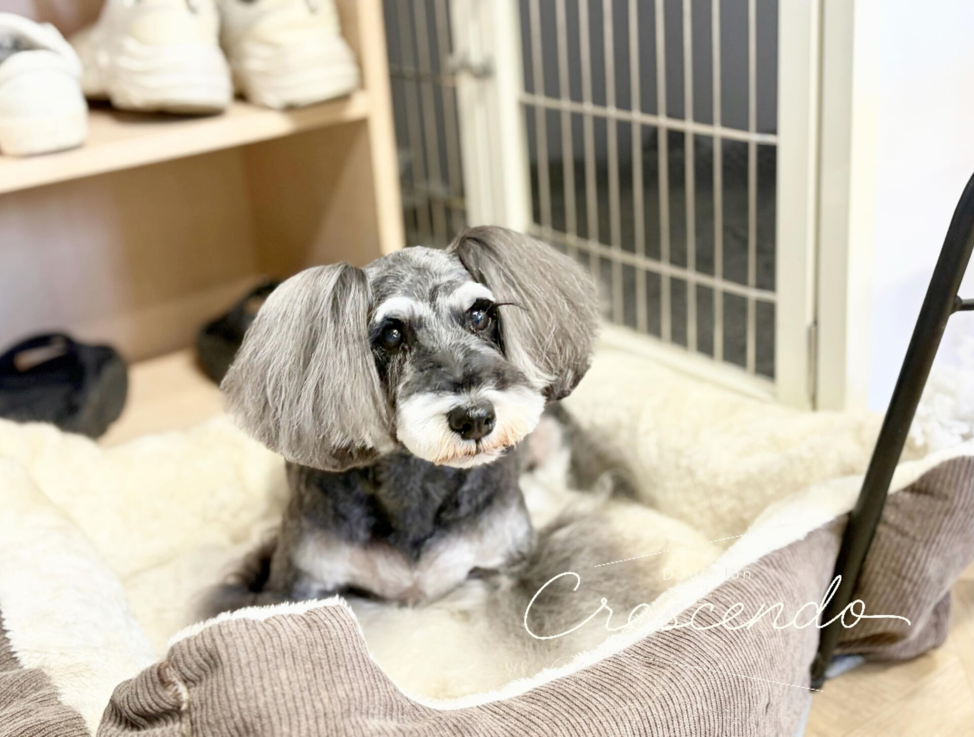 ツインテールが可愛いシュナちゃんが来てくれました🥰