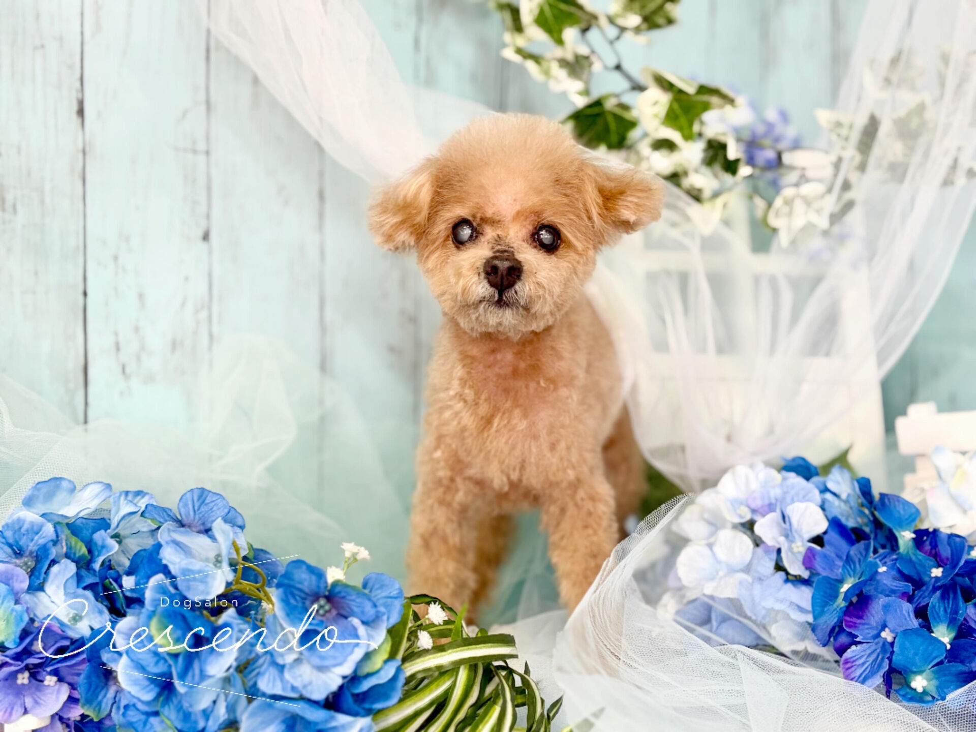 初めましてのプードルさんが来てくれました🐩💕