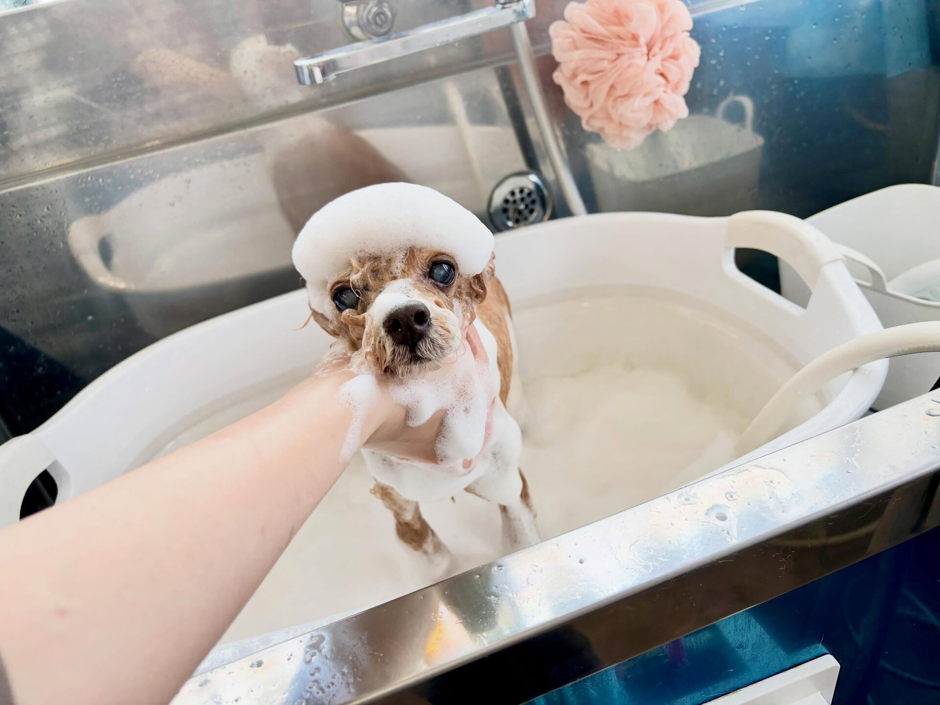 初めましてのプードルさんが来てくれました🐩💕