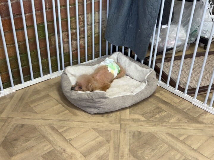 初めましてのプードルさんが来てくれました🐩💕