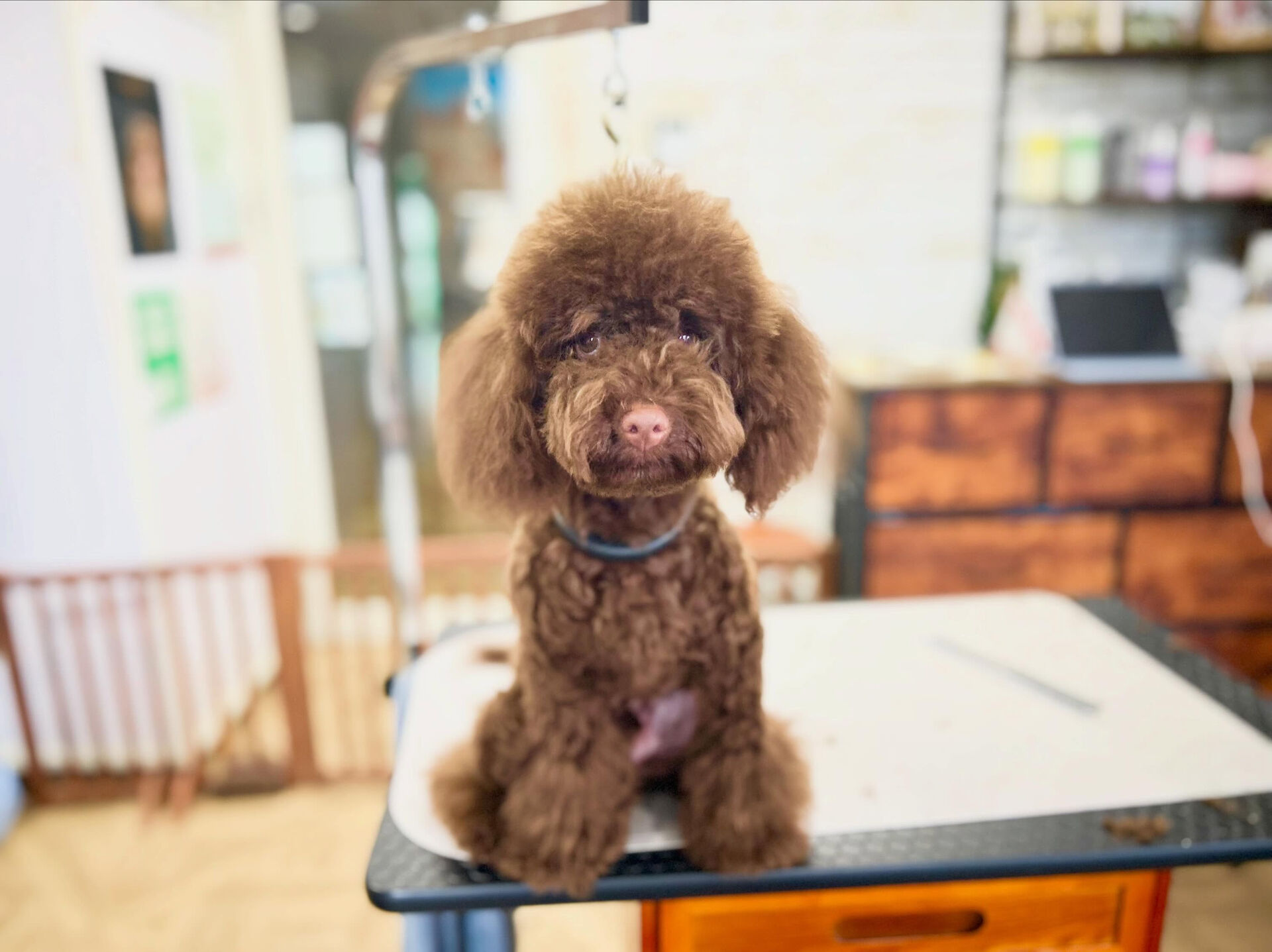 カットコースのプードルさん😄