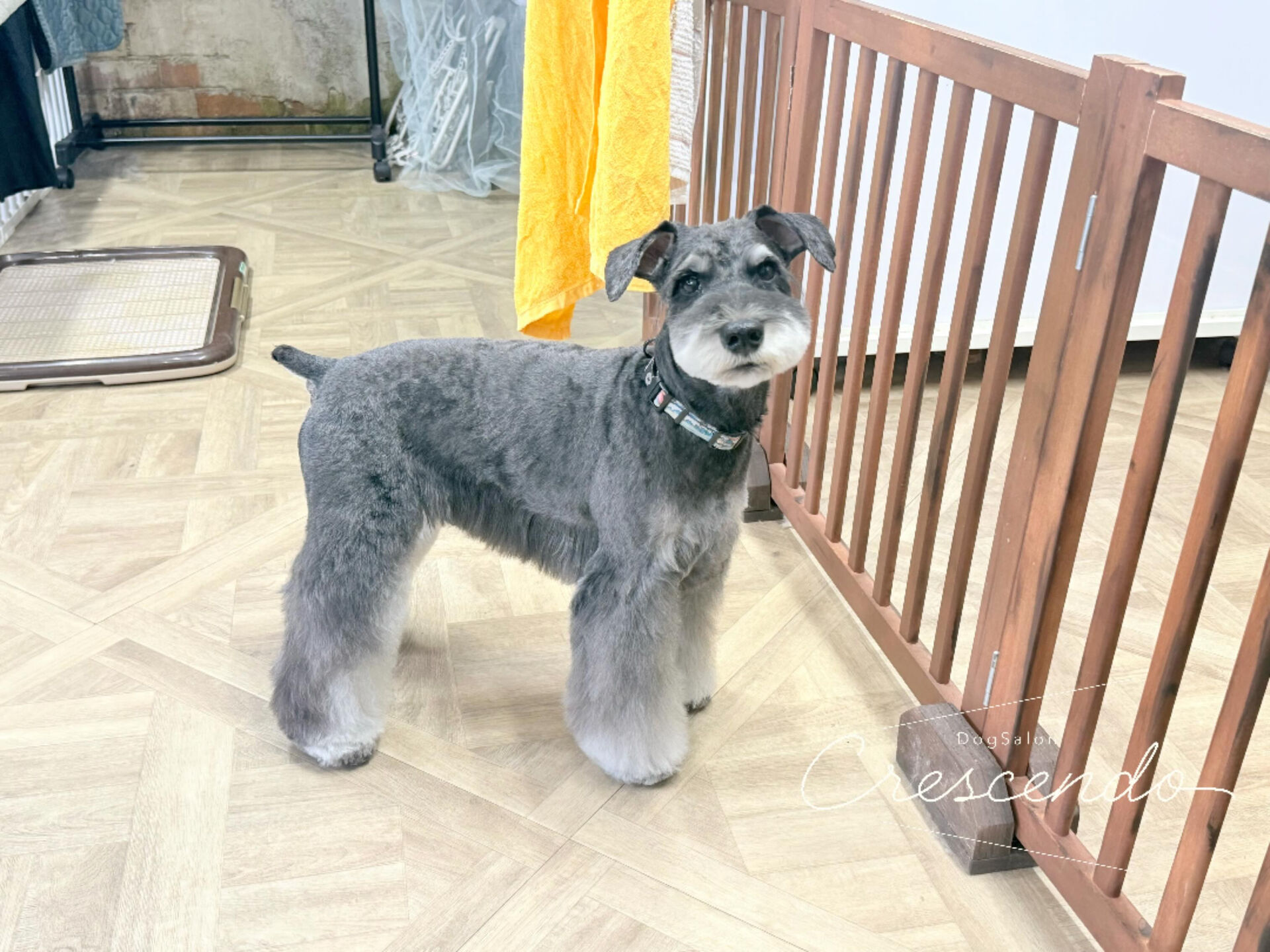 ご指名いただいている激かわシュナちゃん❤︎
