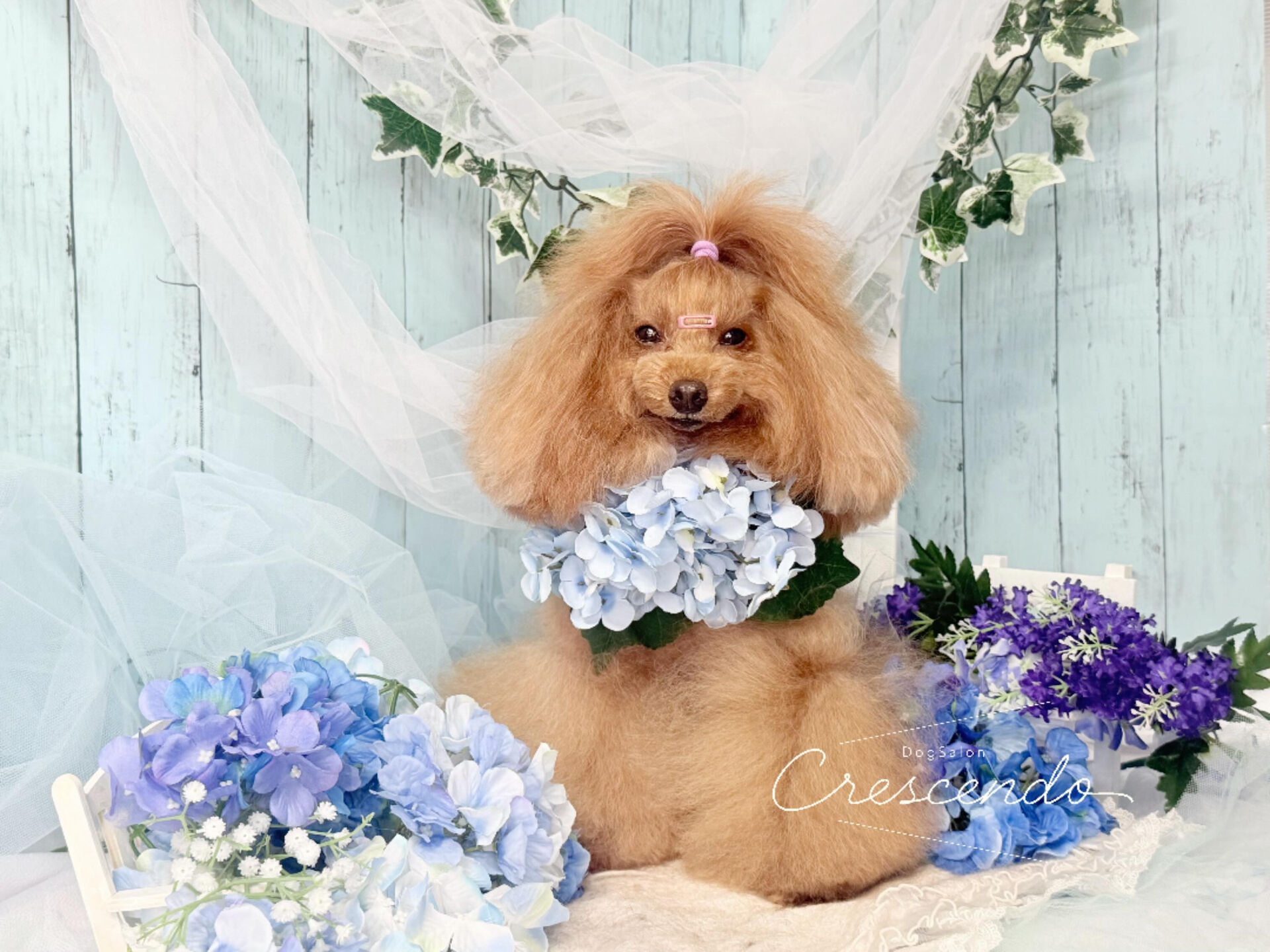 オシャレプードルさん💃✨️