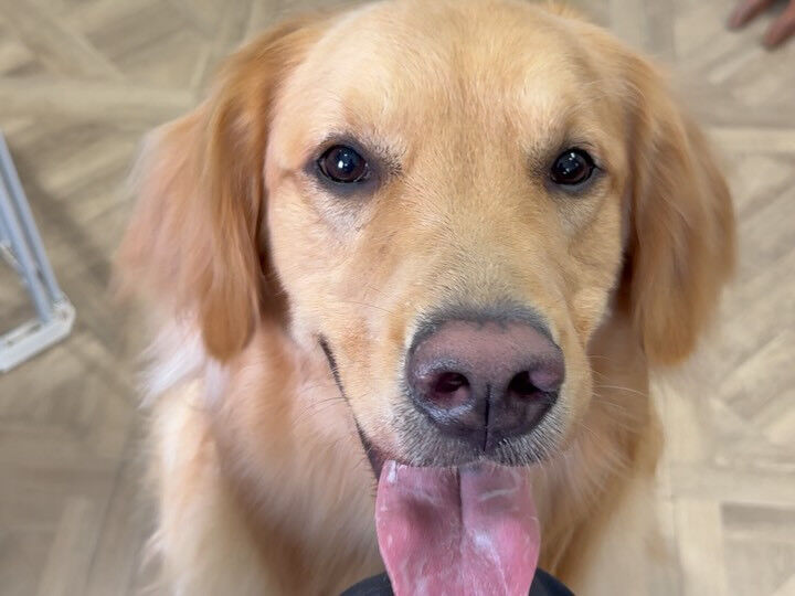 初めましてのゴールデンさん🐕 ͗ ͗