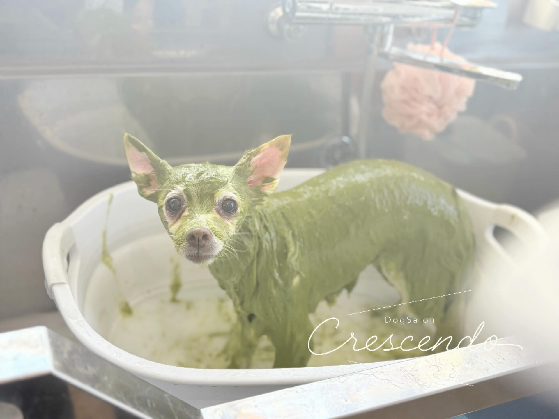 今回も抹茶ラテになったミックスさん🌱