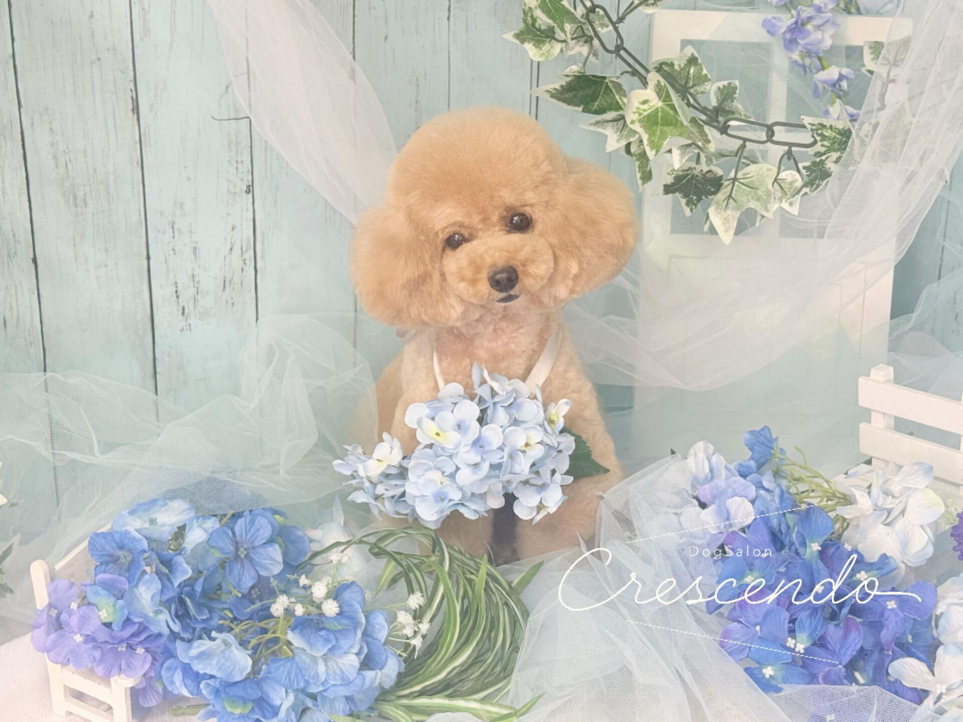 ニュアンスベアのプードルさん🧸✨️