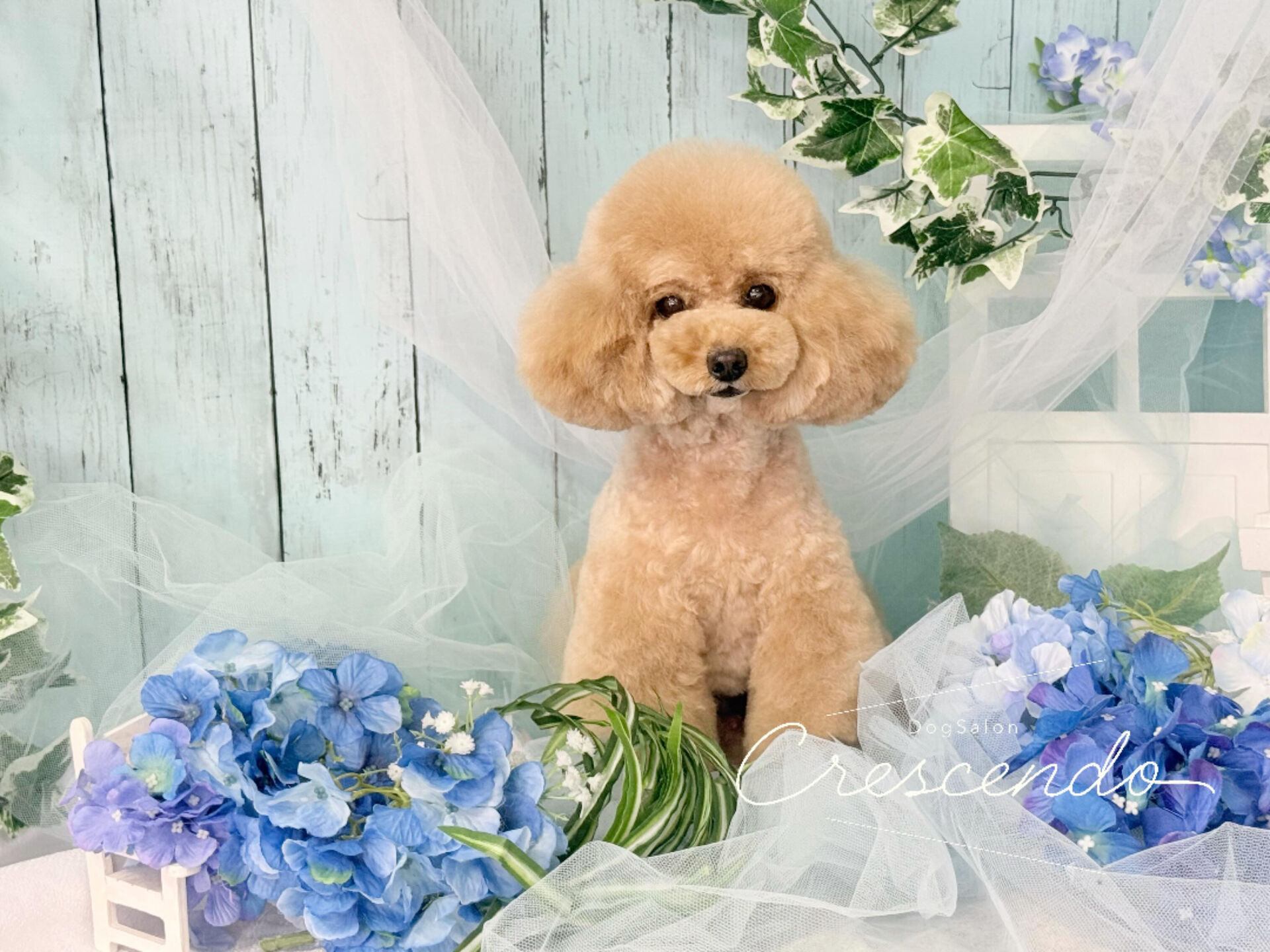 ニュアンスベアのプードルさん🧸✨️