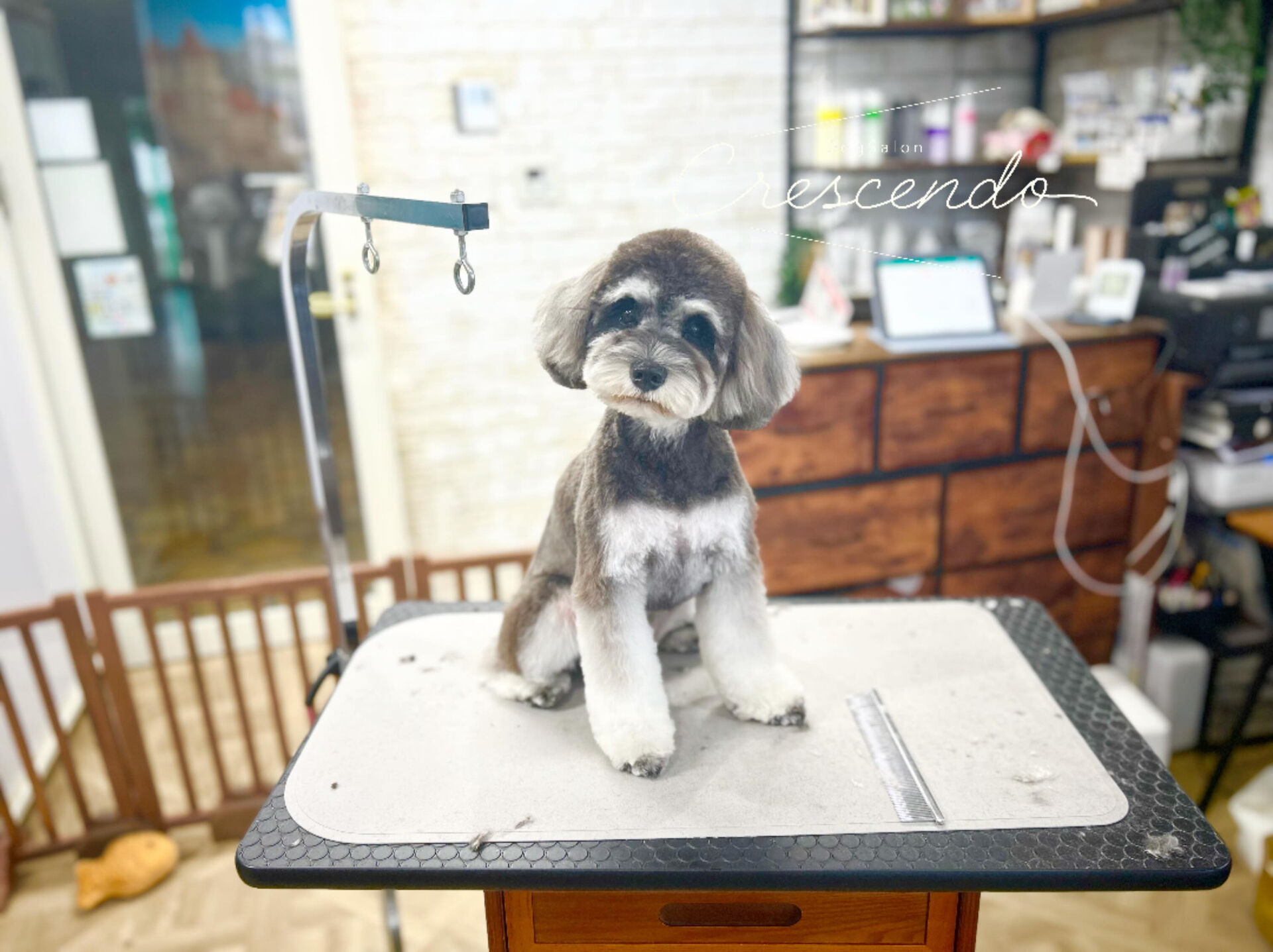 カットコースのシュナウザーさん😄