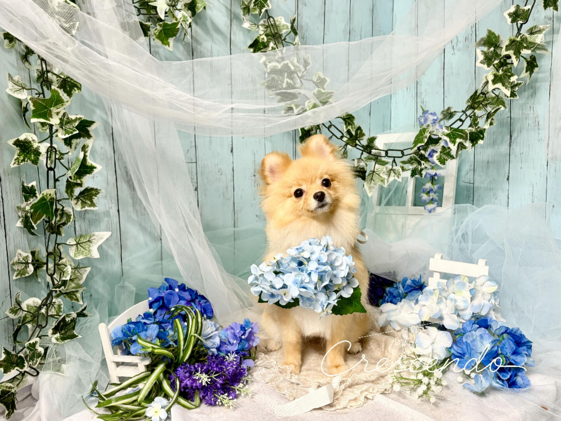 とってもプリティなポメちゃんが来てくれました🐶💕