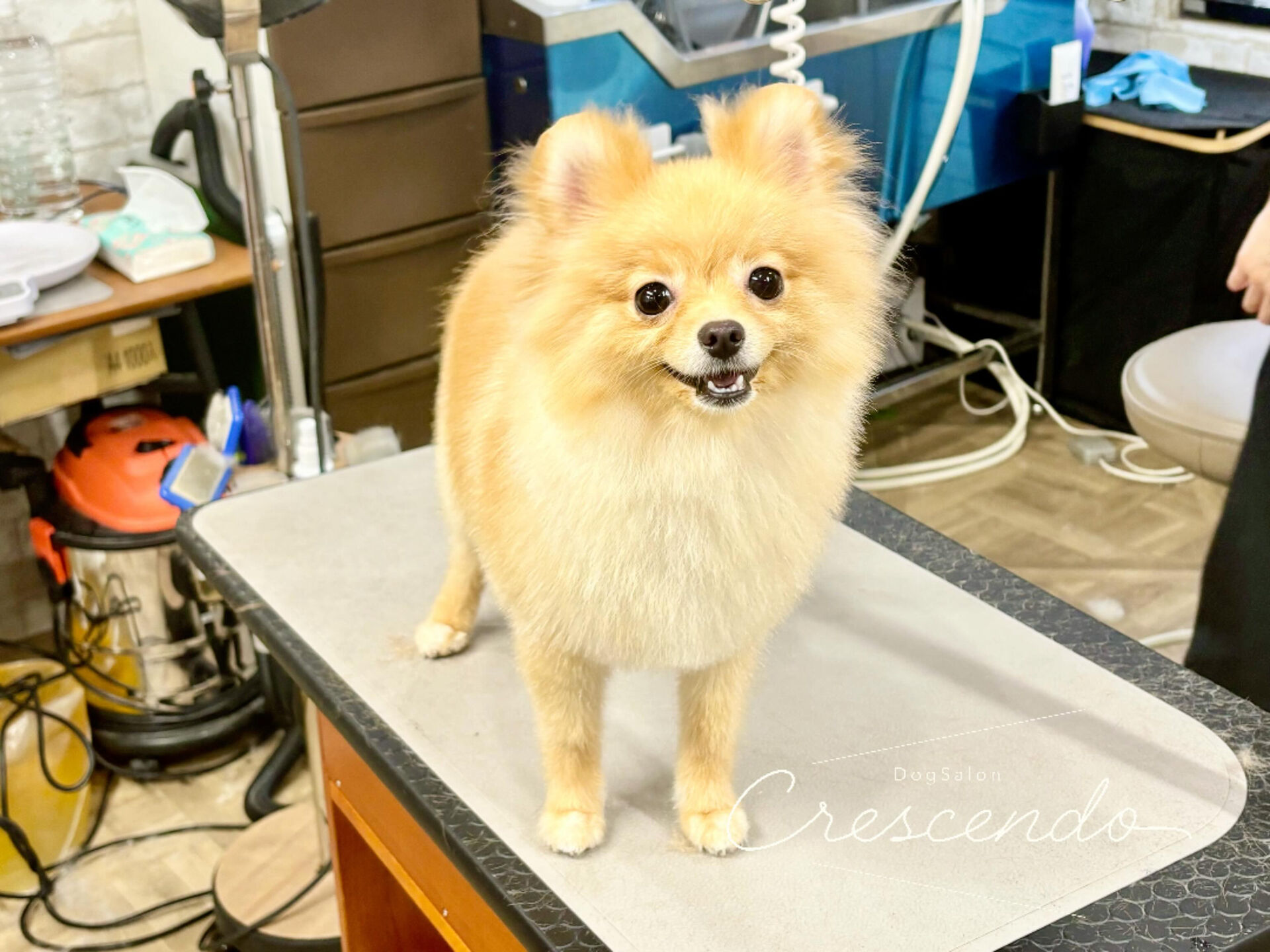 とってもプリティなポメちゃんが来てくれました🐶💕
