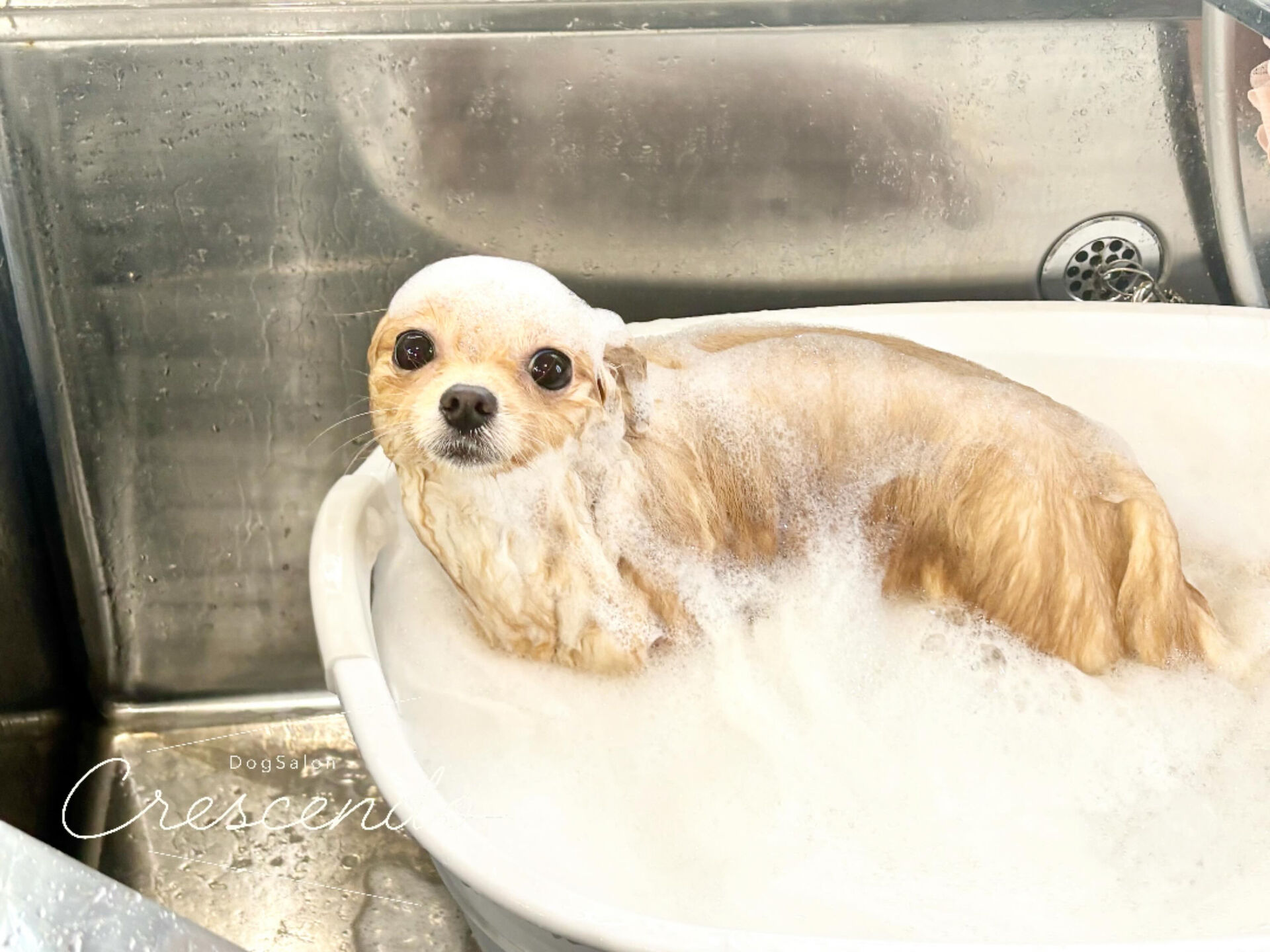 とってもプリティなポメちゃんが来てくれました🐶💕