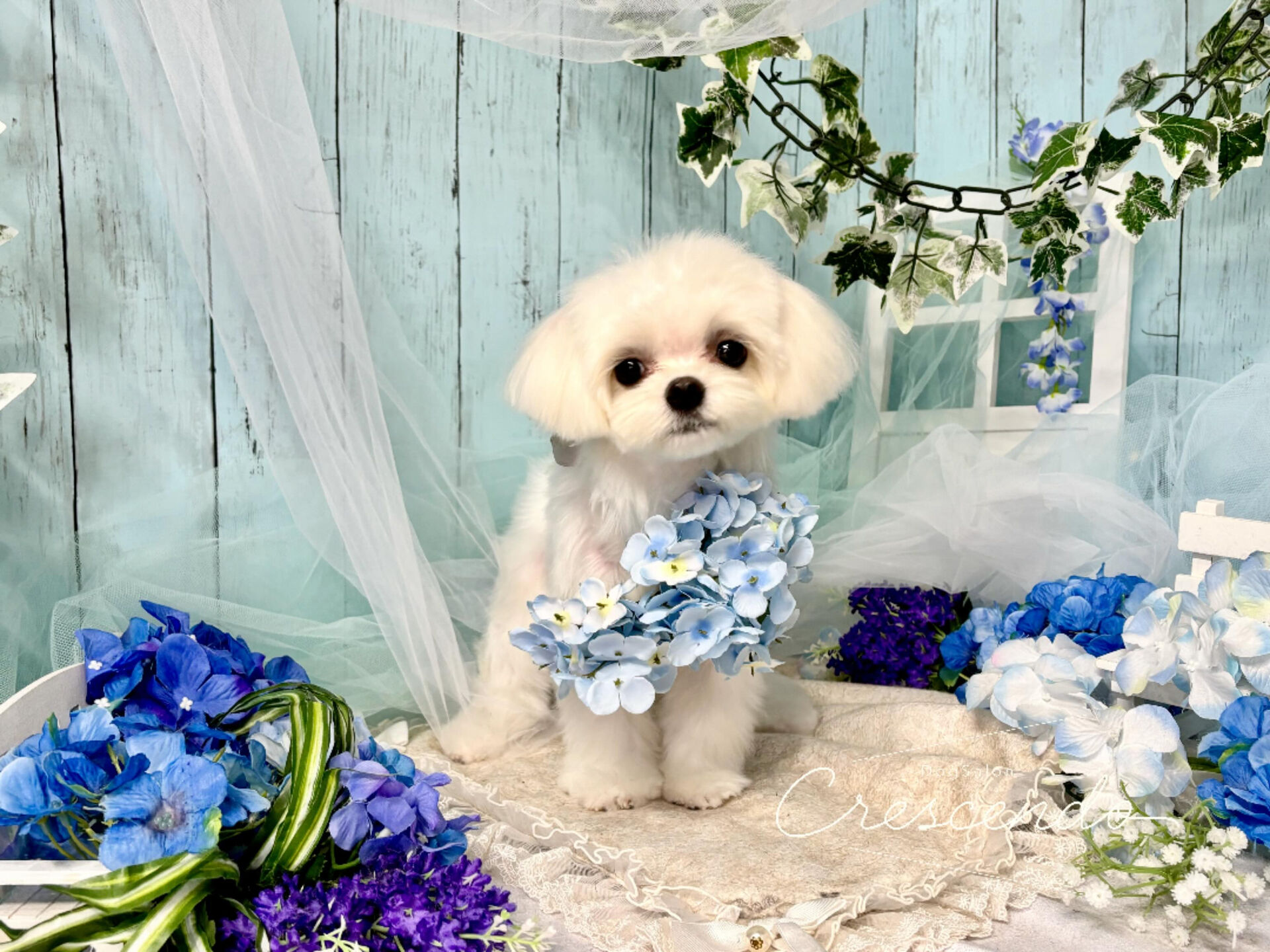 パピーちゃんのマルチーズちゃんが来てくれました👶🪽