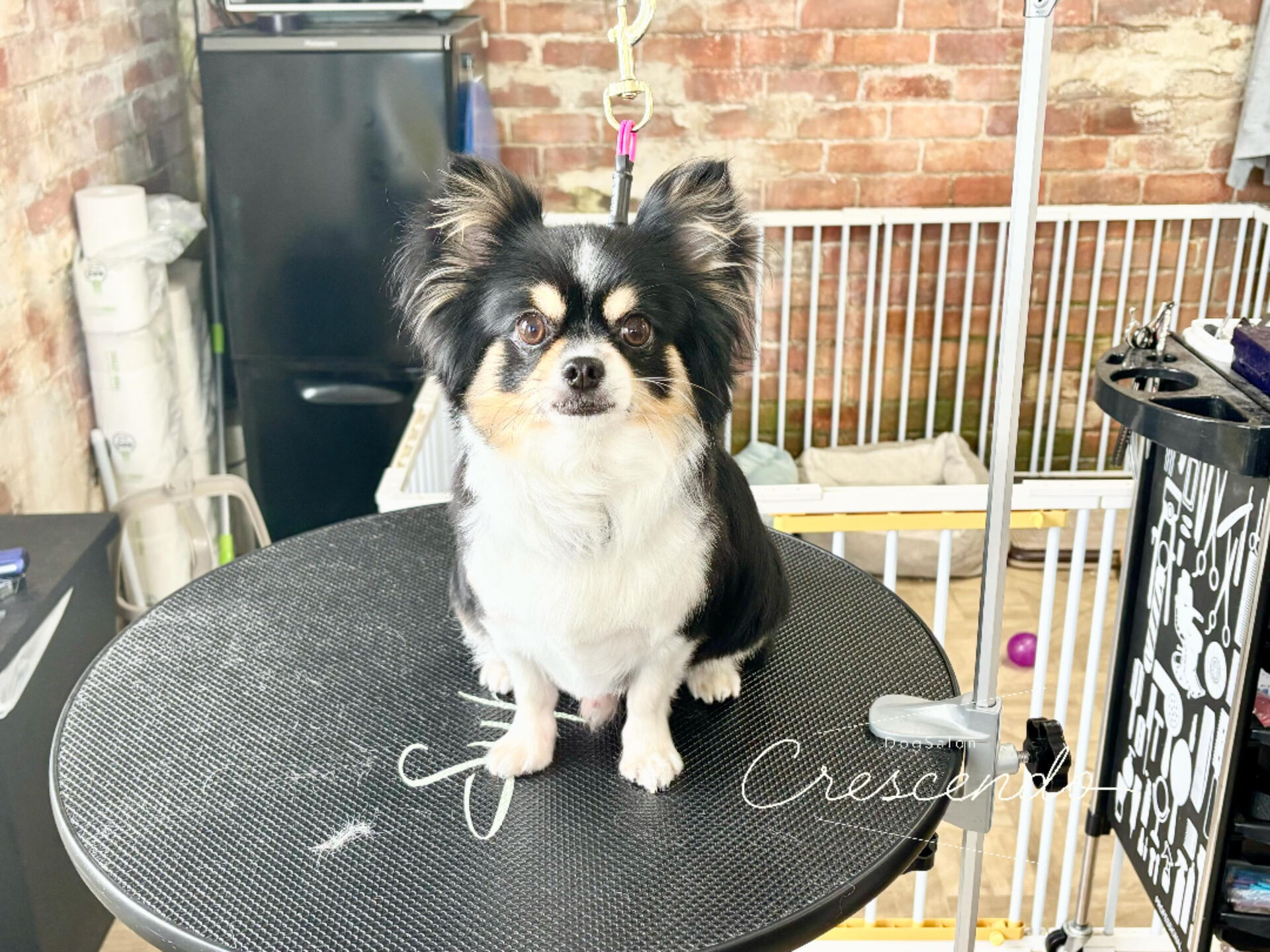 毛艶がツヤツヤなチワワさんが来てくれました🐶💕
