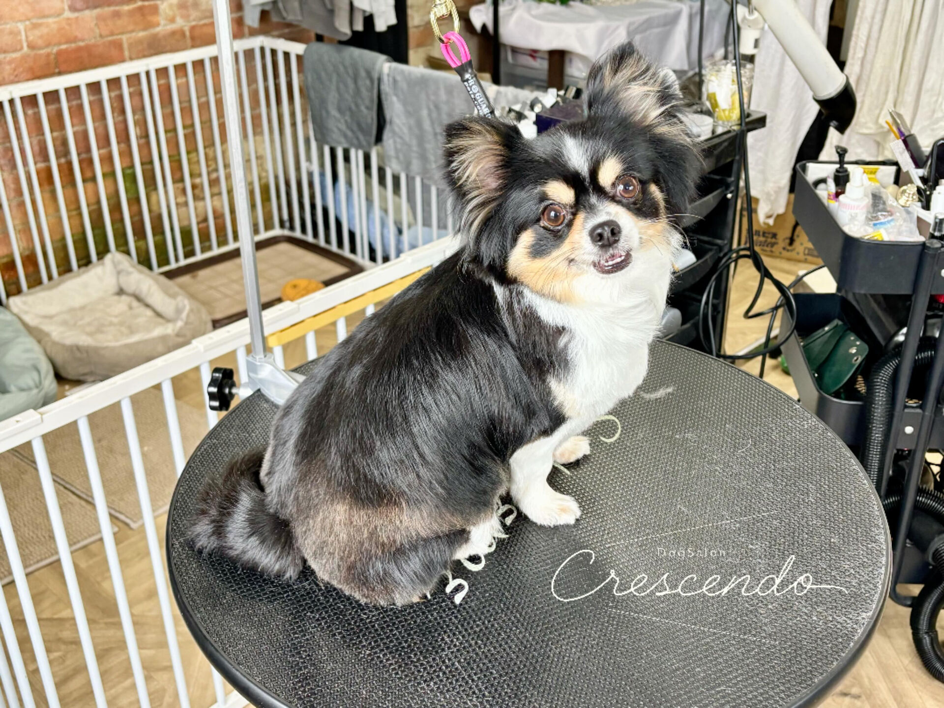 毛艶がツヤツヤなチワワさんが来てくれました🐶💕