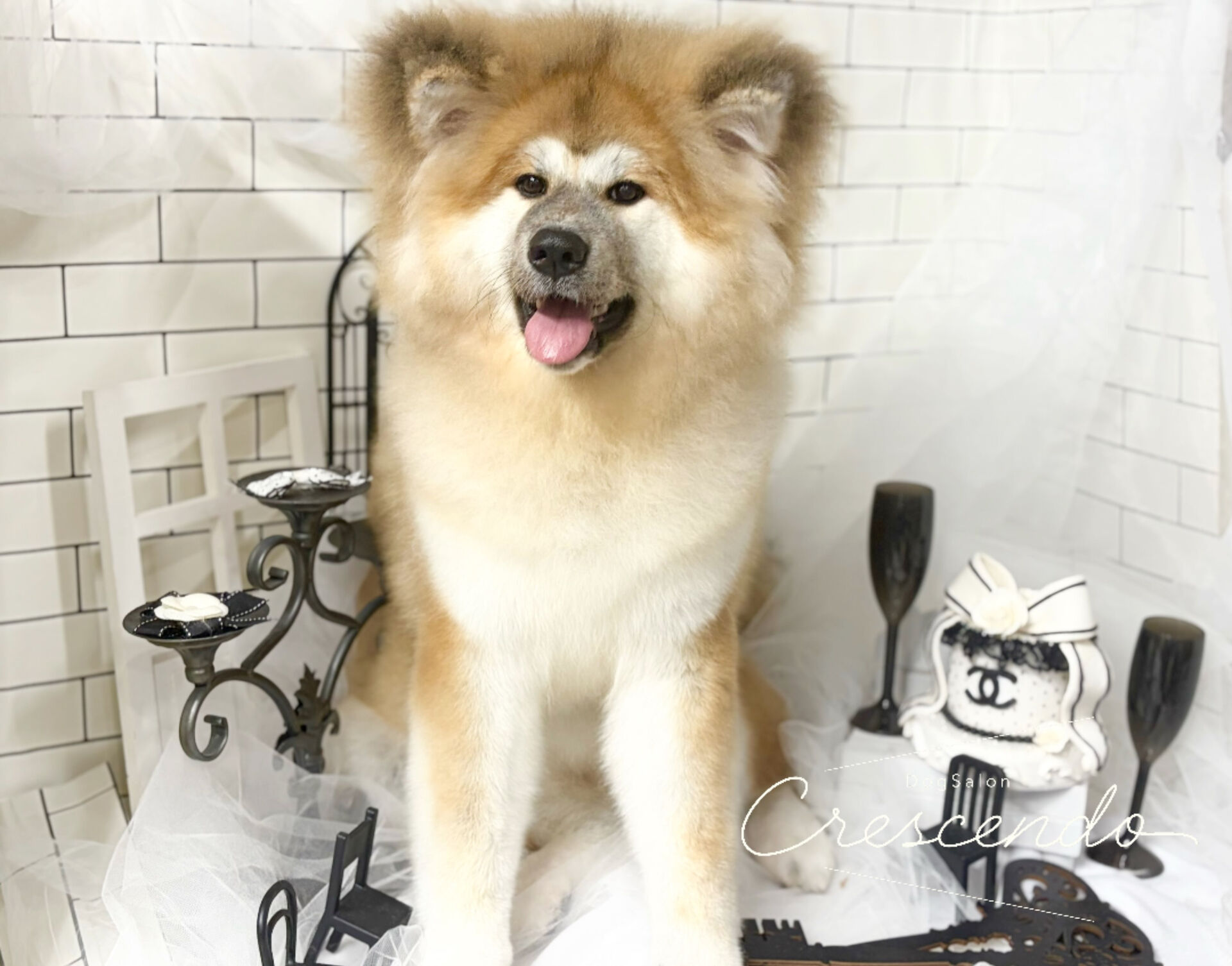 シャンプーコースの秋田犬さん😊