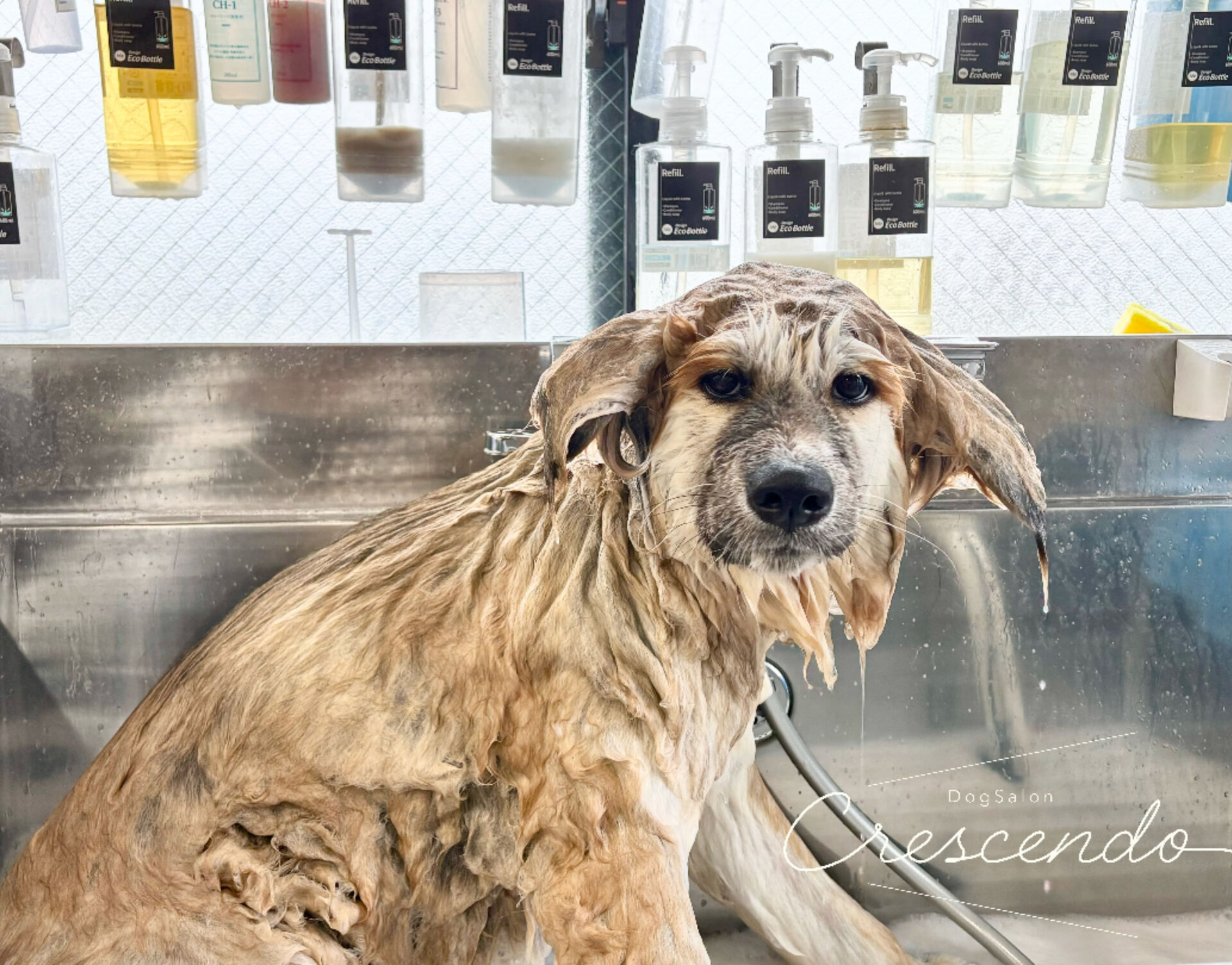 シャンプーコースの秋田犬さん😊
