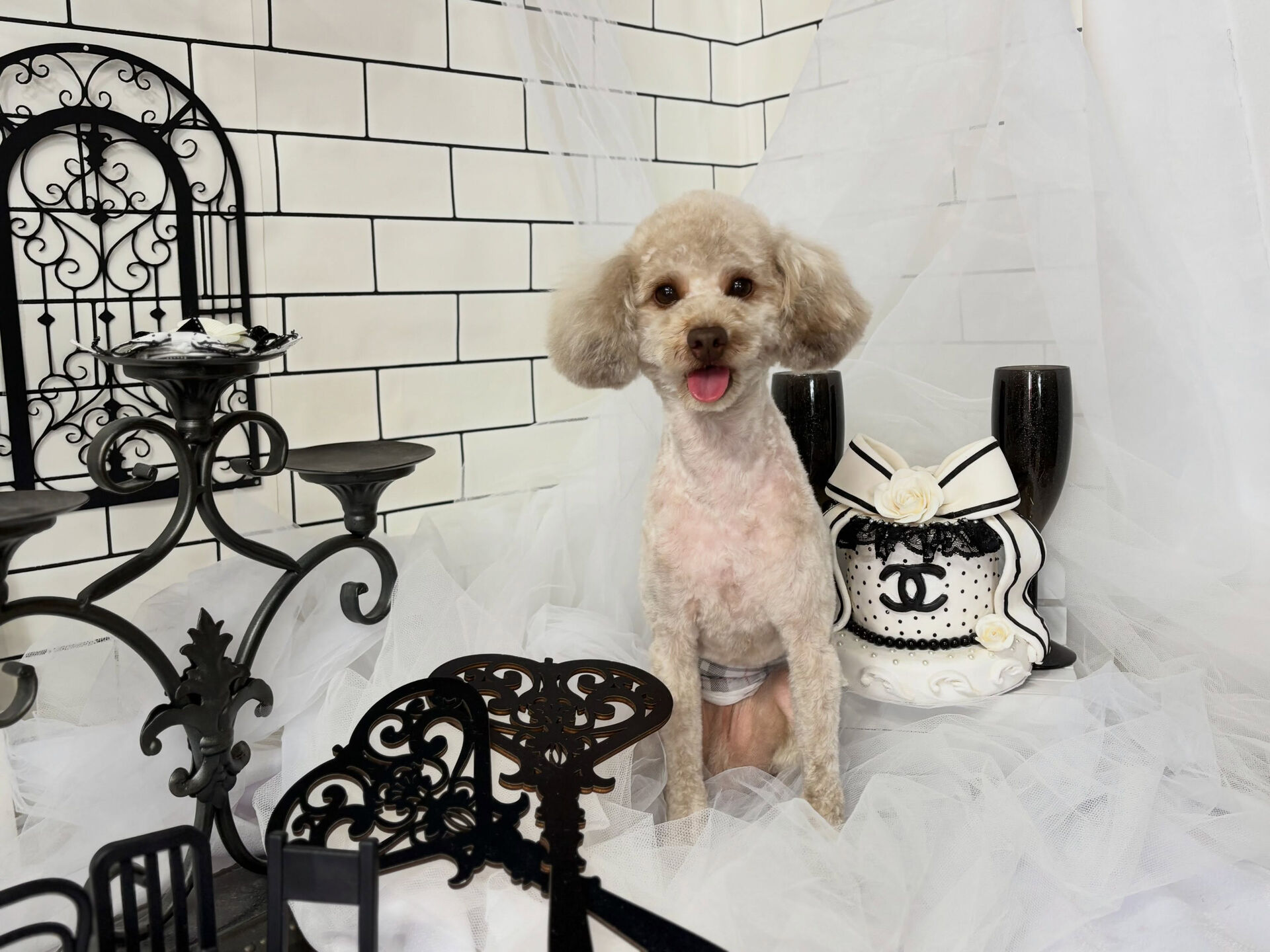 尻尾プリプリプードルさんが来てくれました🐶💕
