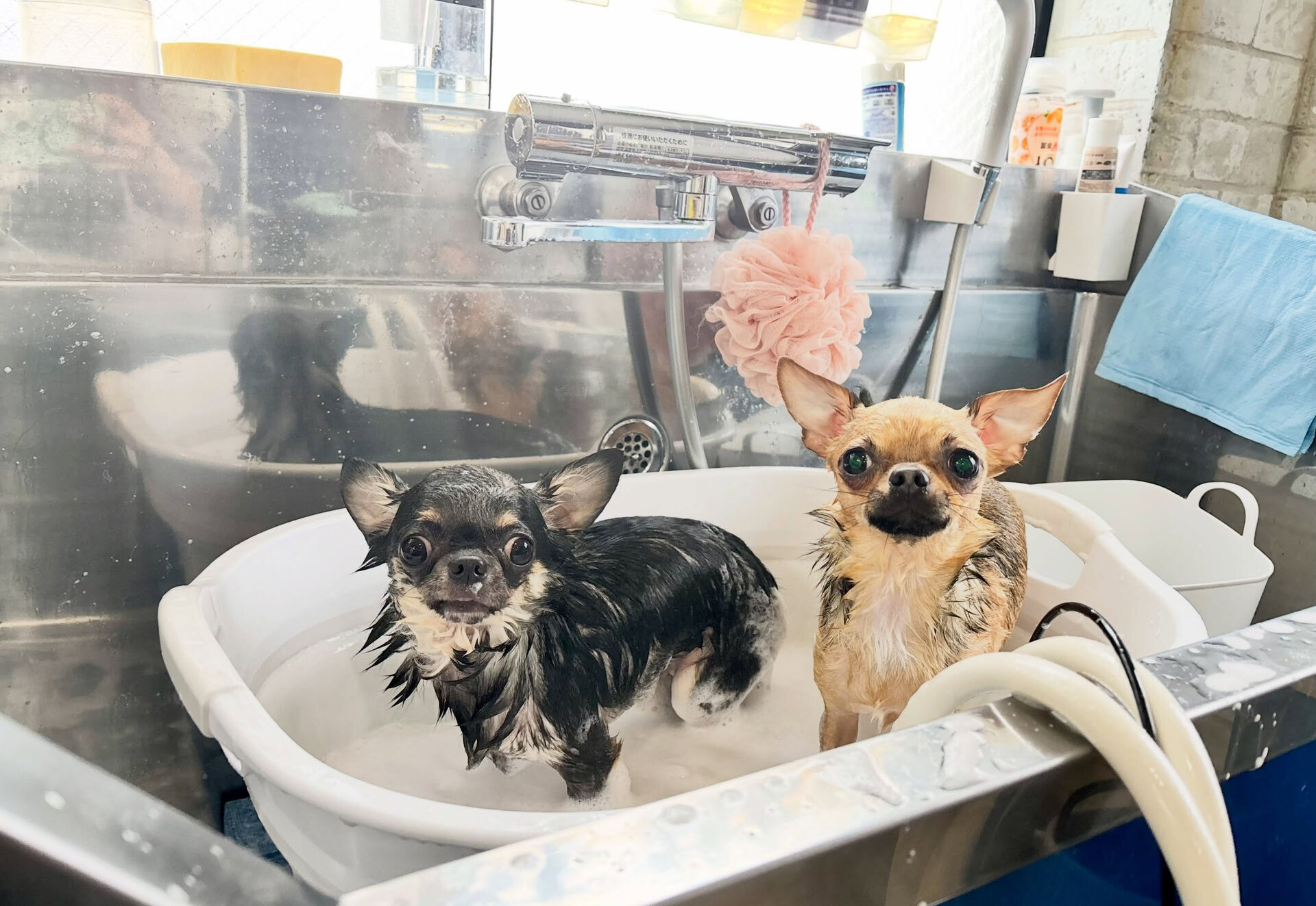初めましてのスムチちゃん達が来てくれました🐶♡🐶