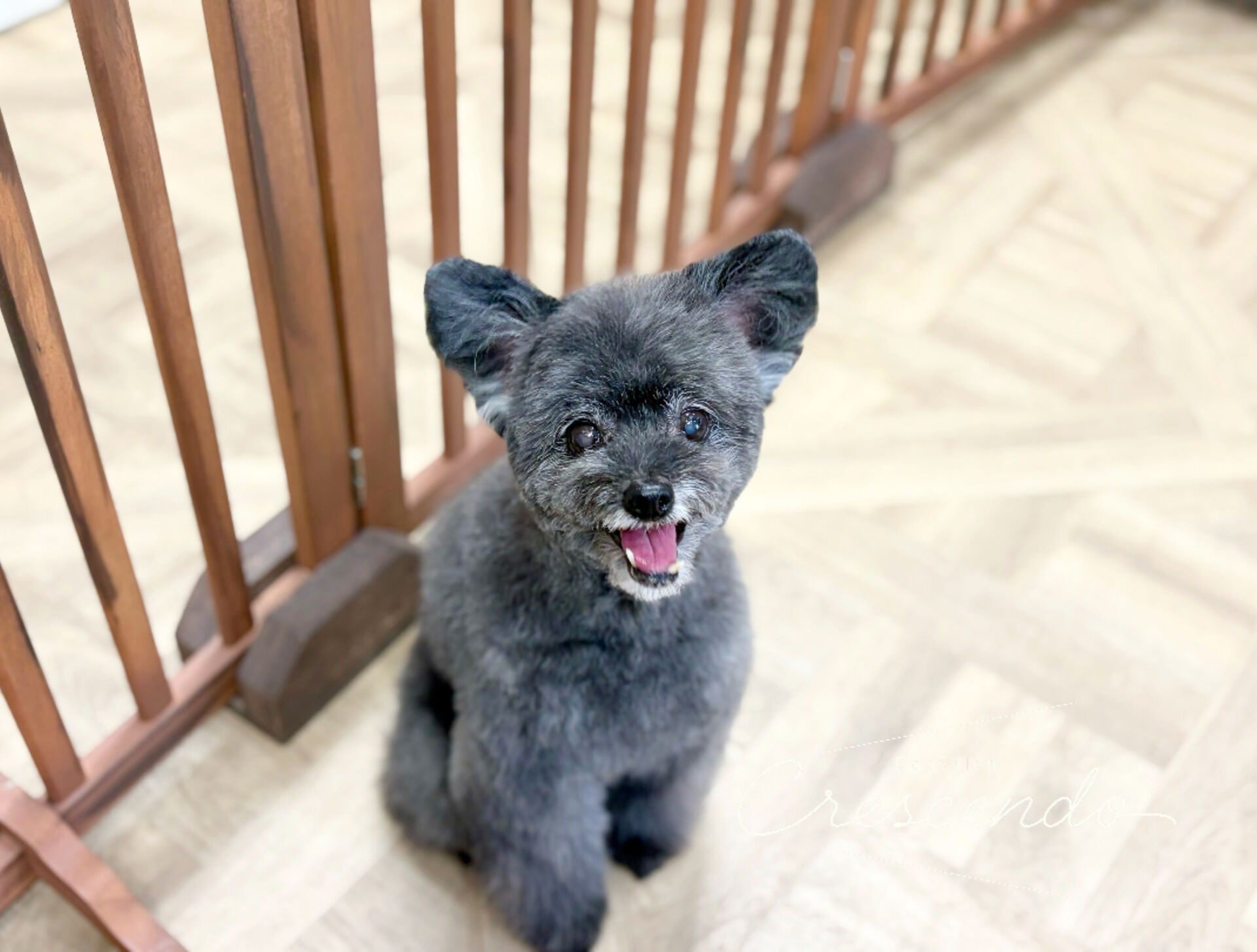 初めましてのミックスさんが来てくれました✨