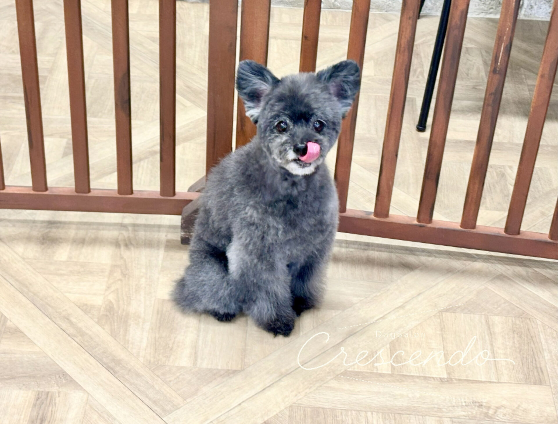 初めましてのミックスさんが来てくれました✨