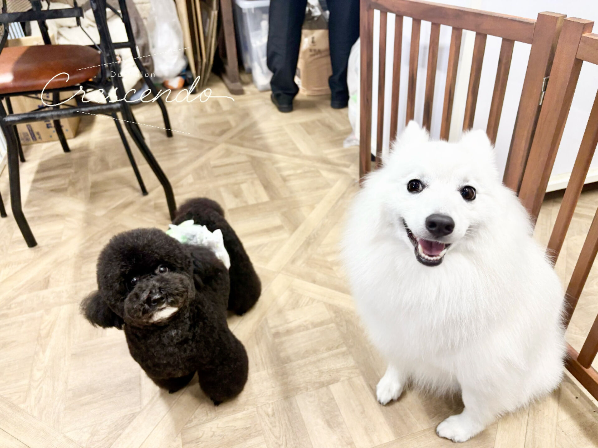 ぬいぐるみボディのプードルさんが来てくれました❣️
