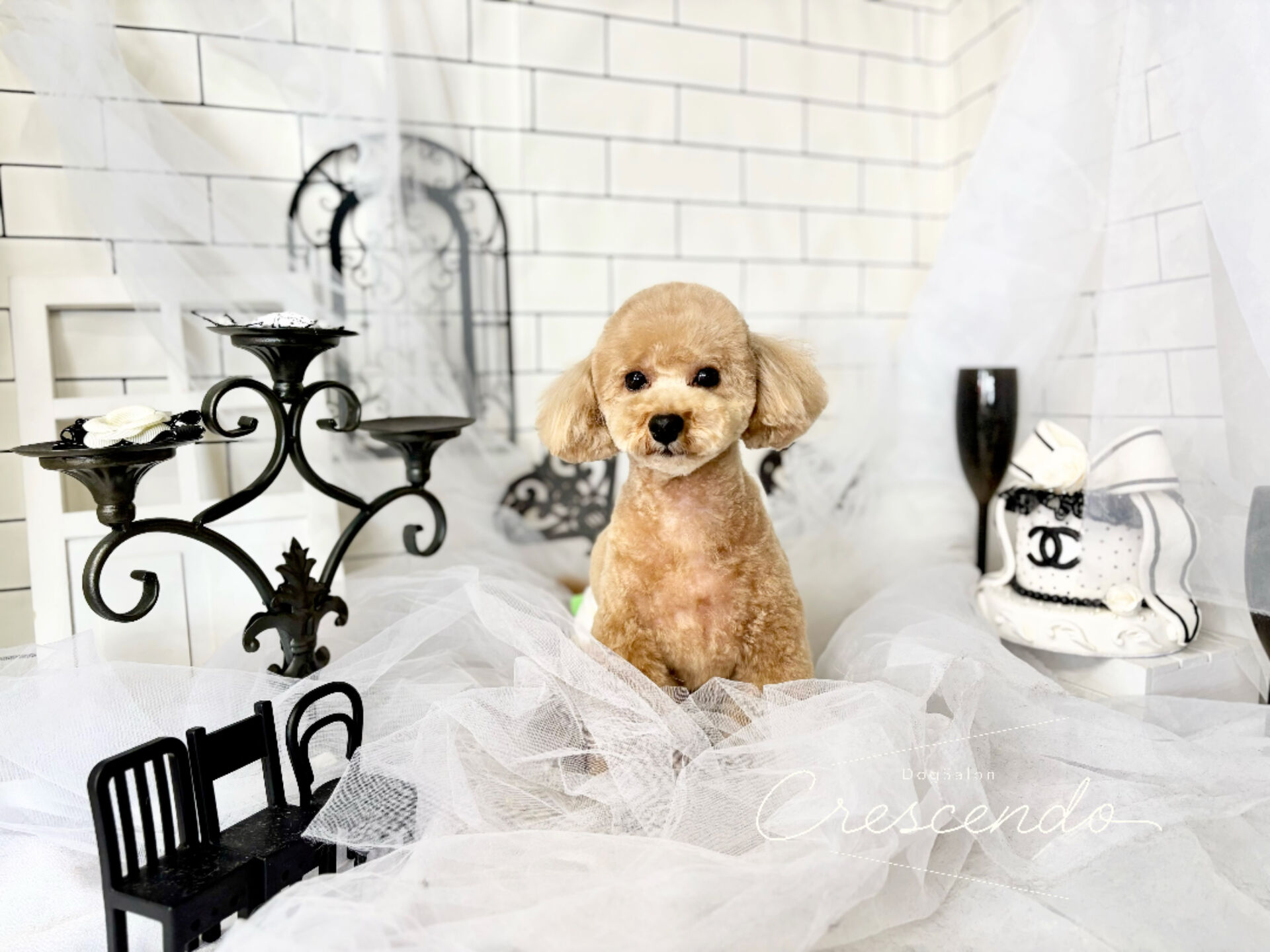 抱っこ大好きプードルさんが来てくれました🐩💕