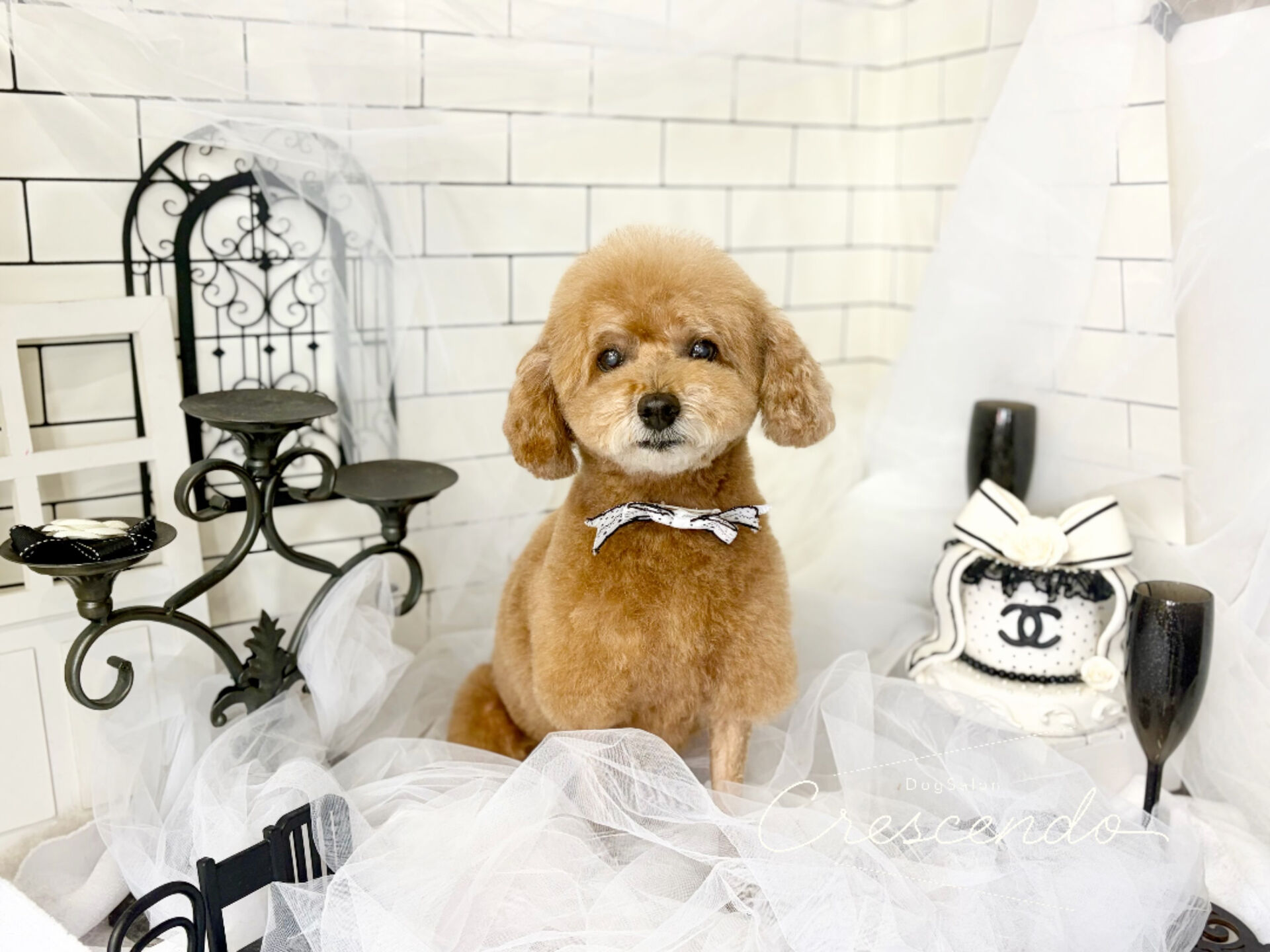 甘えん坊BOYのプードルさんが来てくれました🐩💕