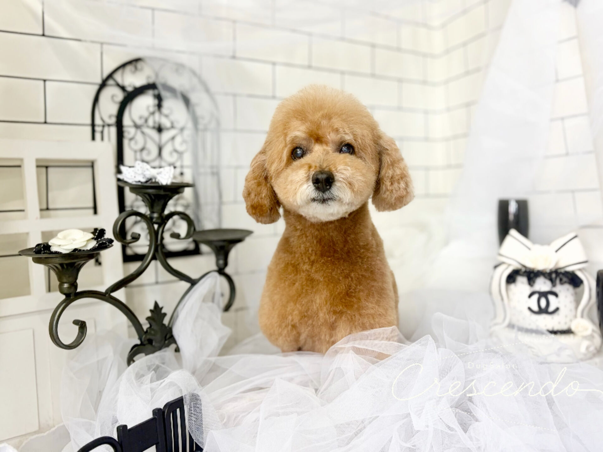 甘えん坊BOYのプードルさんが来てくれました🐩💕