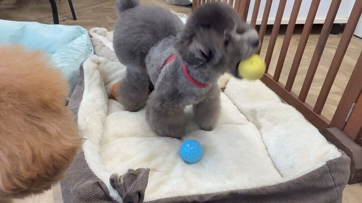 プードルさん祭り🐩✨️