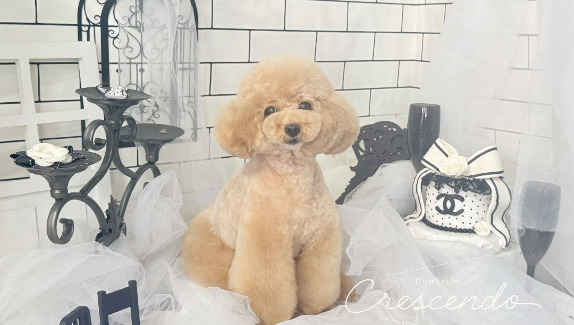プードルさん祭り🐩✨️