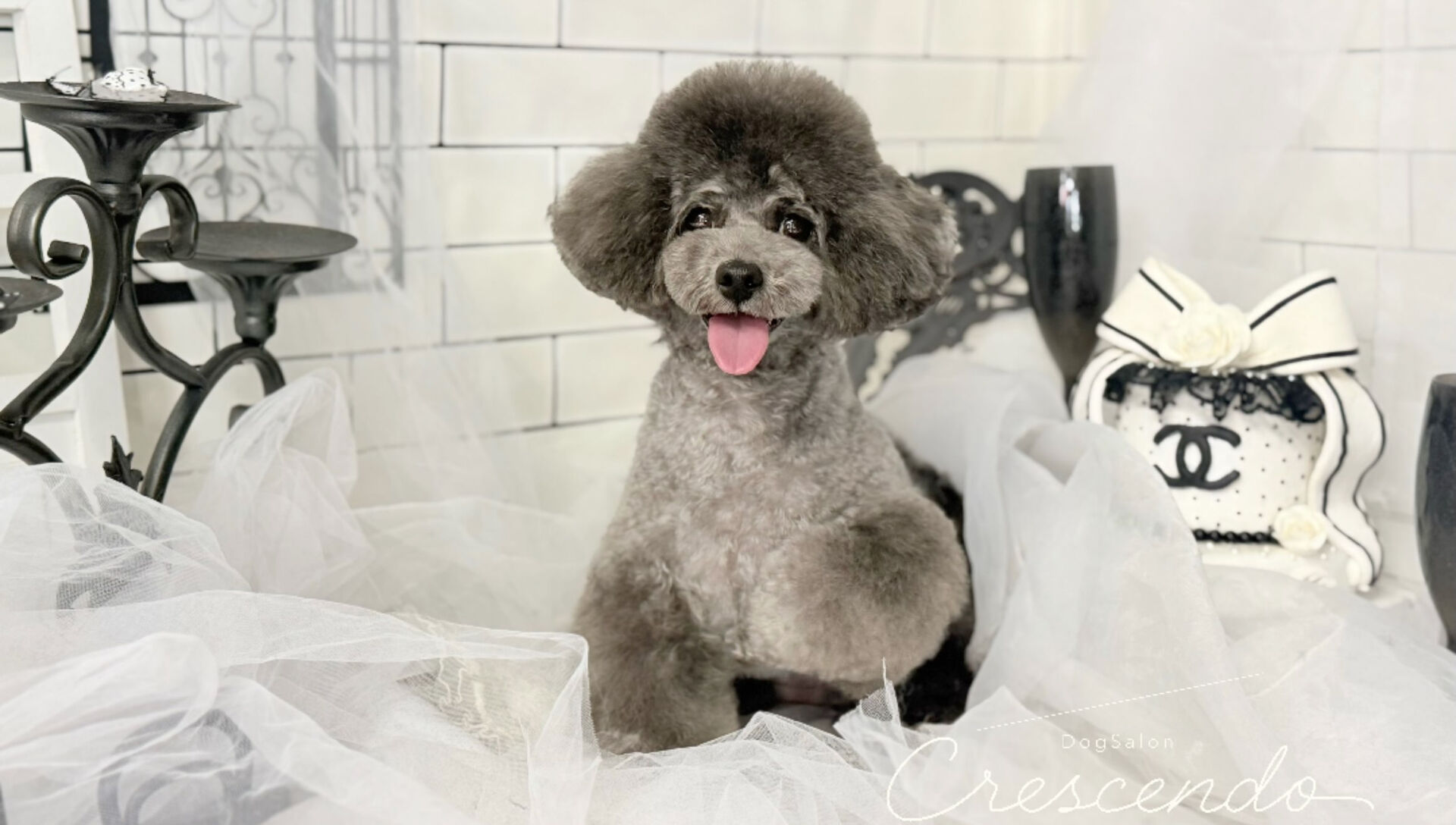 プードルさん祭り🐩✨️