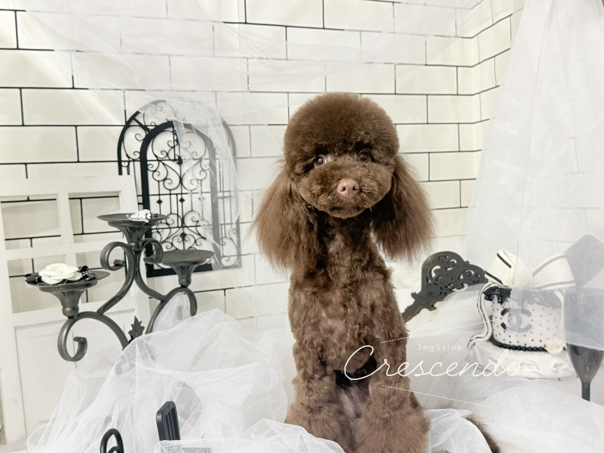プードルさんのパピートリミング👶✂️