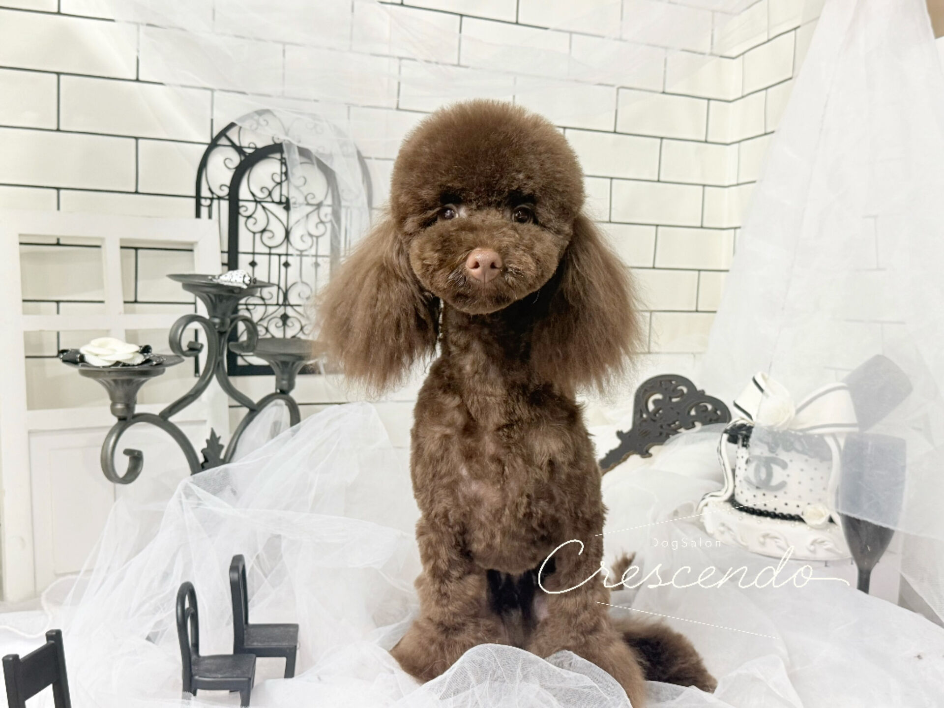 プードルさんのパピートリミング👶✂️