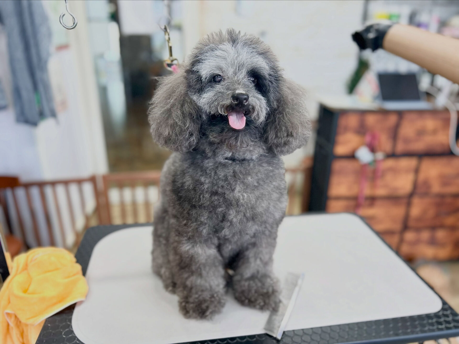 カットコースのプードルさん😊