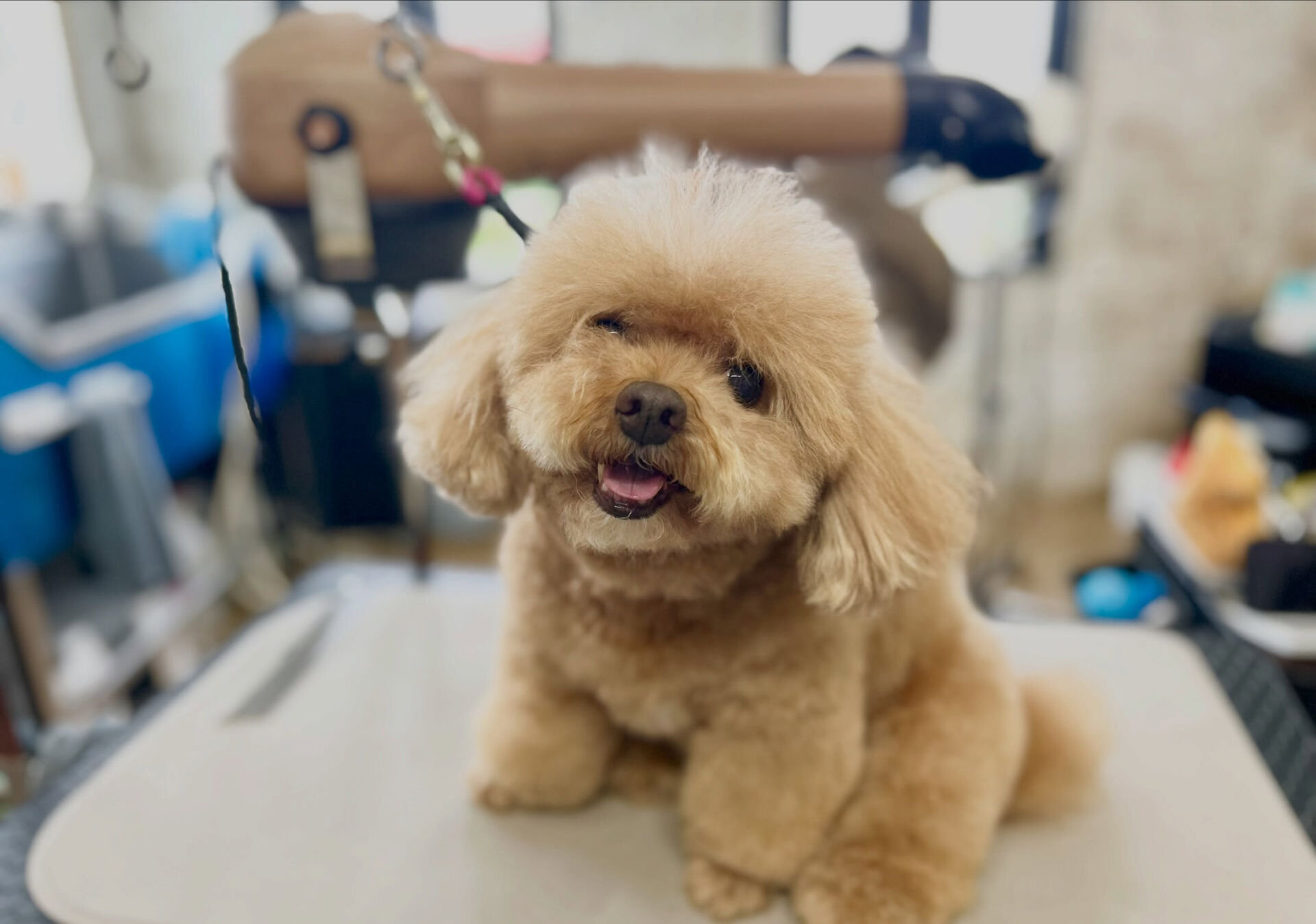 カットコースのプードルさん😃