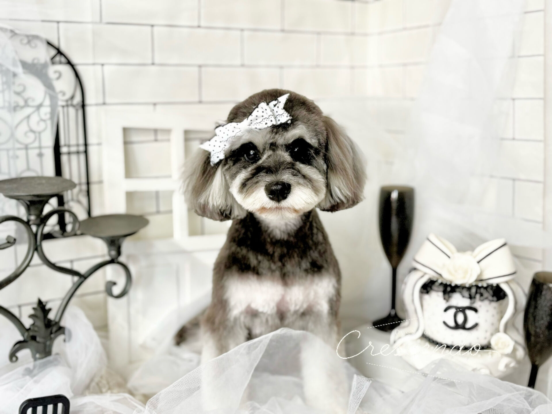 ボール大好きシュナちゃんが来てくれました🐶💕
