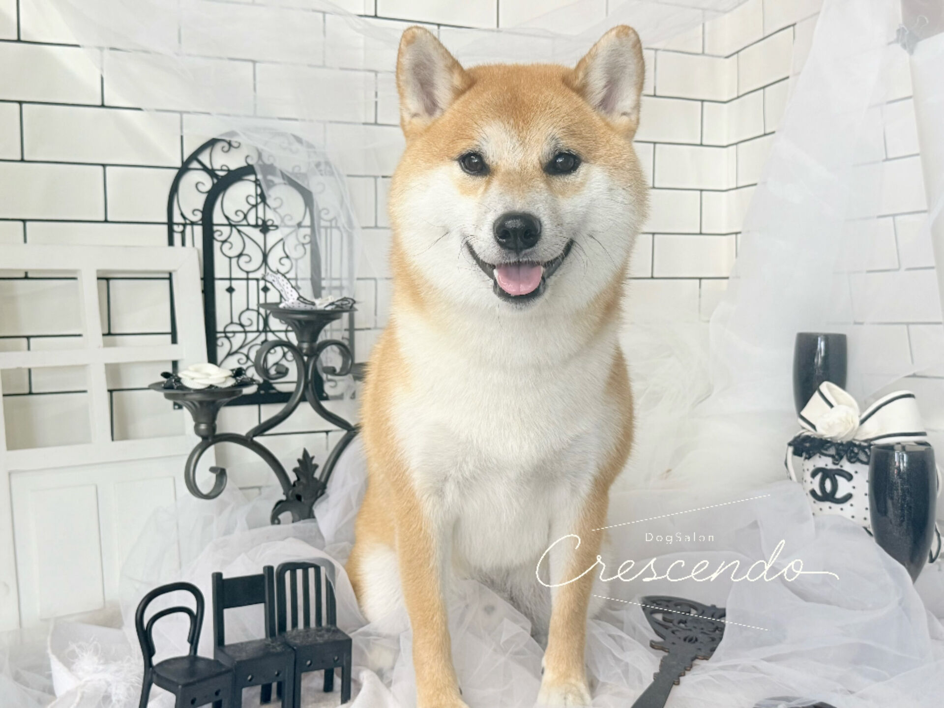 元気盛りだくさんの柴犬さん😄